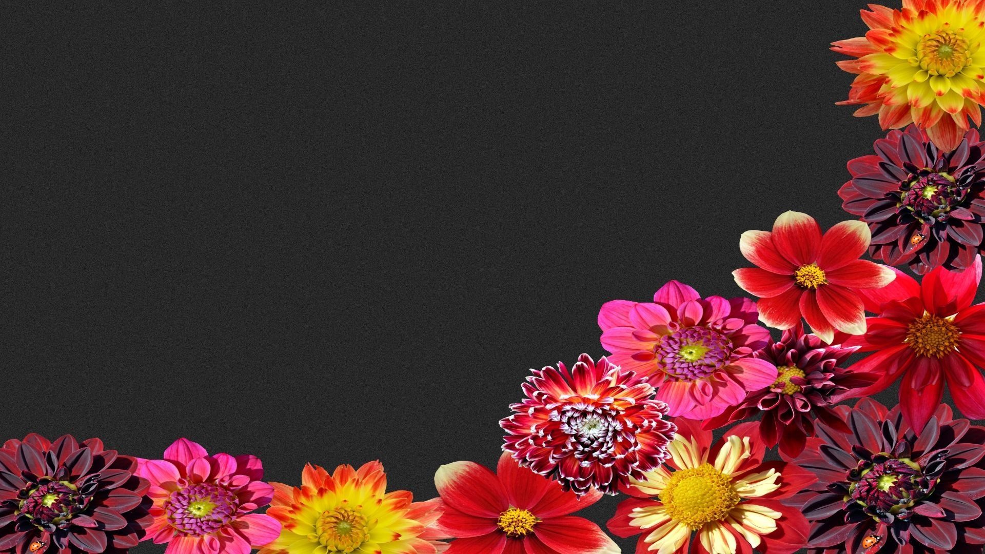  Blumen Hintergrundbild 1920x1080. Kostenlose Blumen Wallpaper