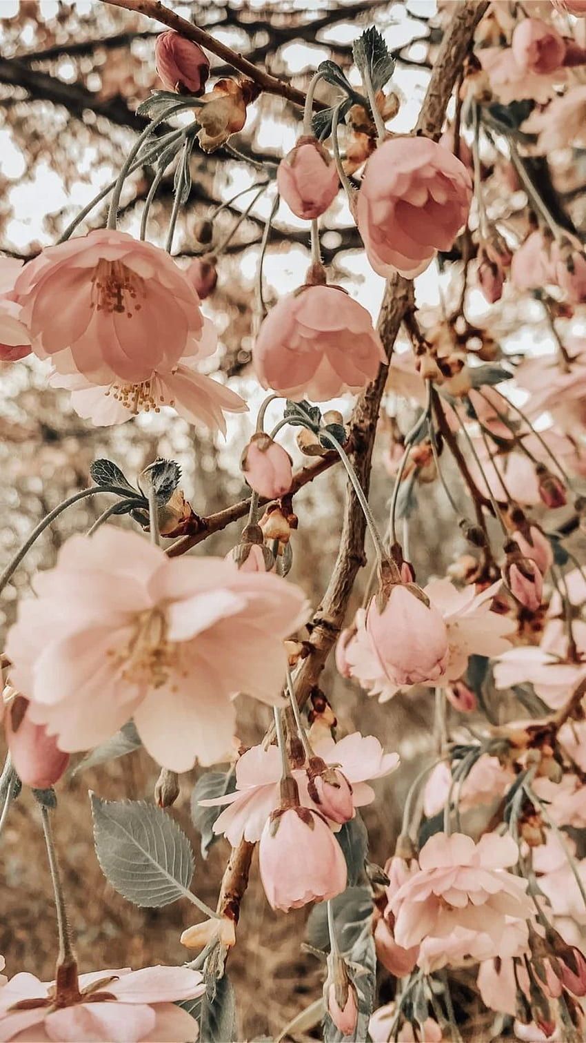  Blumen Hintergrundbild 850x1511. Frühling hintergrundbilder fruhjahr, blumen HD wallpaper