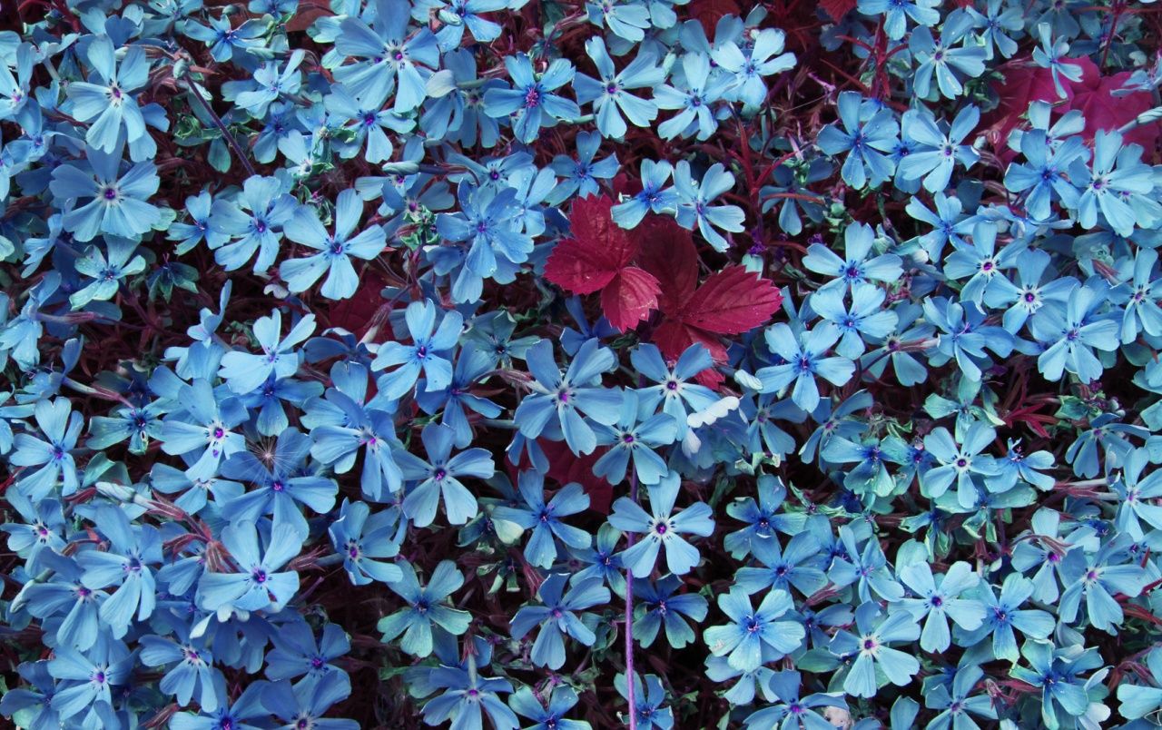  Blumen Hintergrundbild 1280x804. Blaue Blumen Hintergrundbilder. Blaue Blumen frei fotos