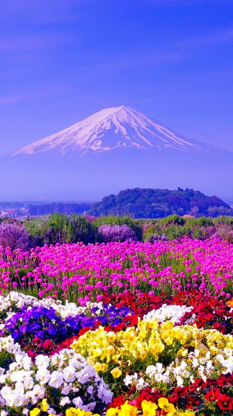  Blumen Hintergrundbild 750x1334. Mount Fuji mit seinen schneebedeckten Gipfeln hinter bunten Blumen 2K Hintergrundbild herunterladen