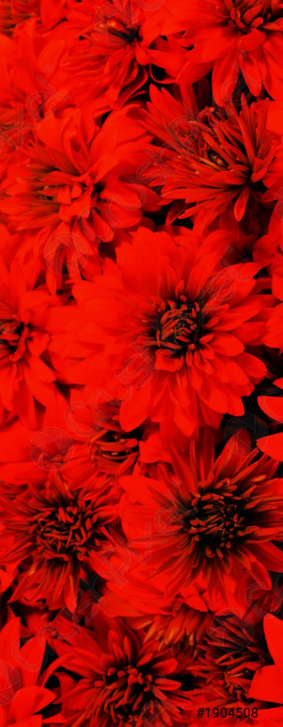  Blumen Hintergrundbild 585x1500. Rote Blumen Hintergrund vorrätig 1904508
