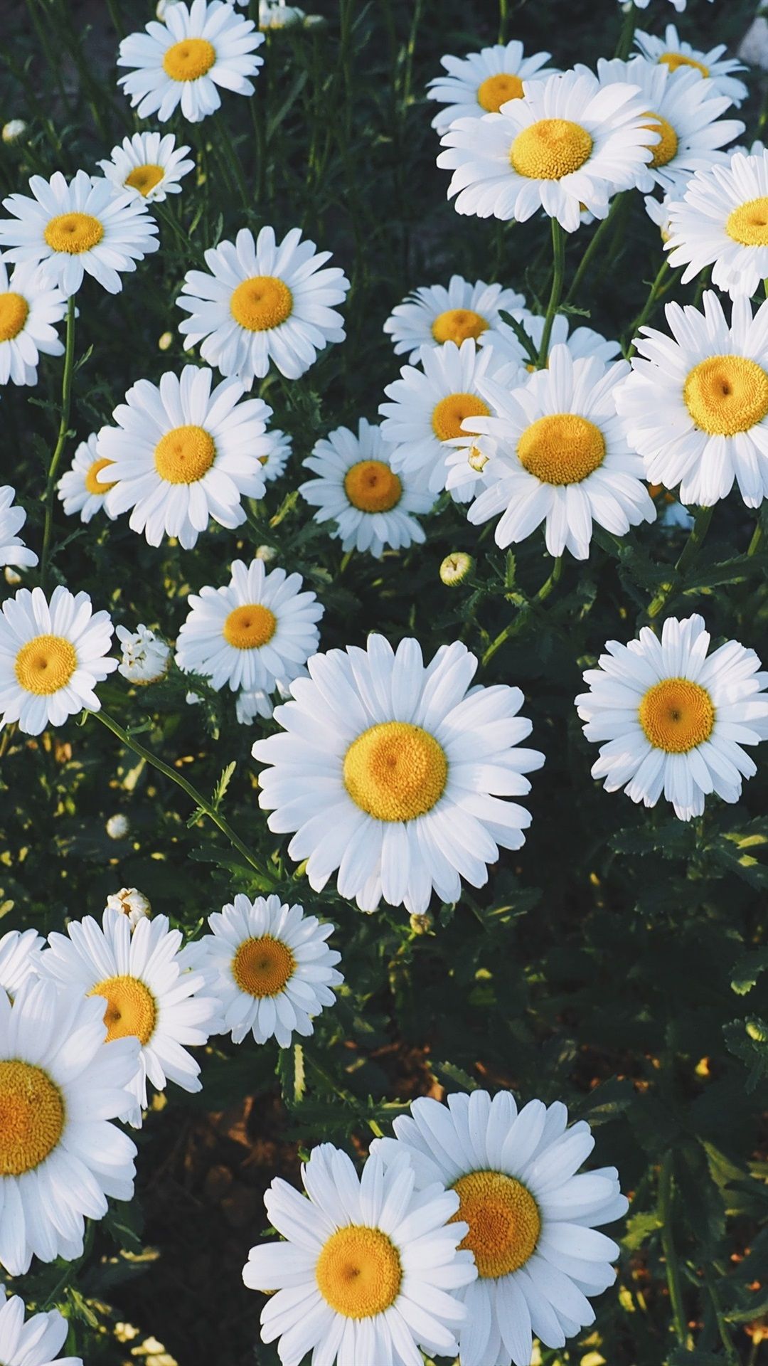  Blumen Hintergrundbild 1080x1920. Schöne Weiße Gänseblümchen Blumen 1080x1920 IPhone 8 7 6 6S Plus Hintergrundbilder, HD, Bild