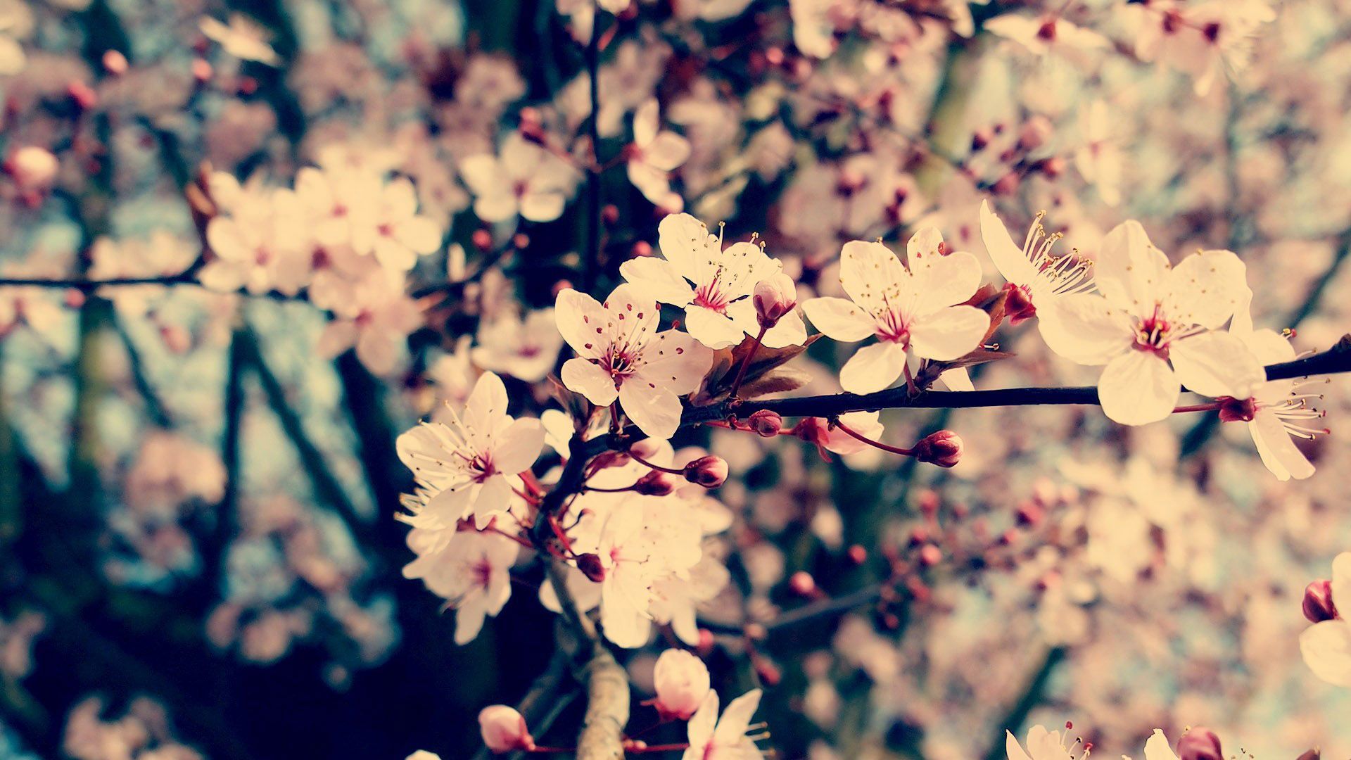  Blumen Hintergrundbild 1920x1080. Frühling. Hintergrundbilder blumen, Hintergrundbilder, Natur wallpaper
