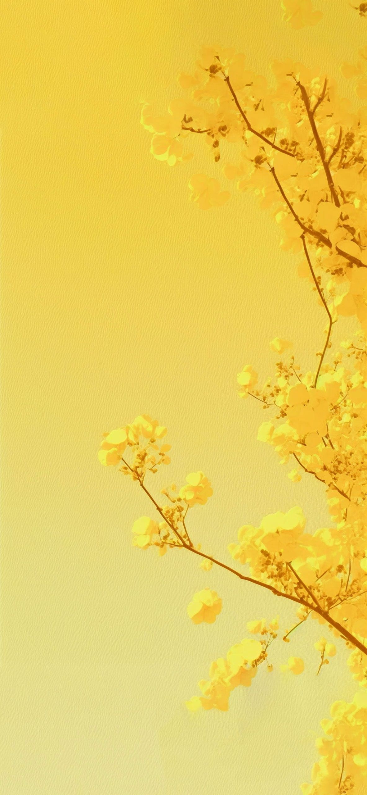 Yellow Hintergrundbild 1183x2560. Yellow Blossom Tree Aesthetic Wallpaper Yellow Wallpaper