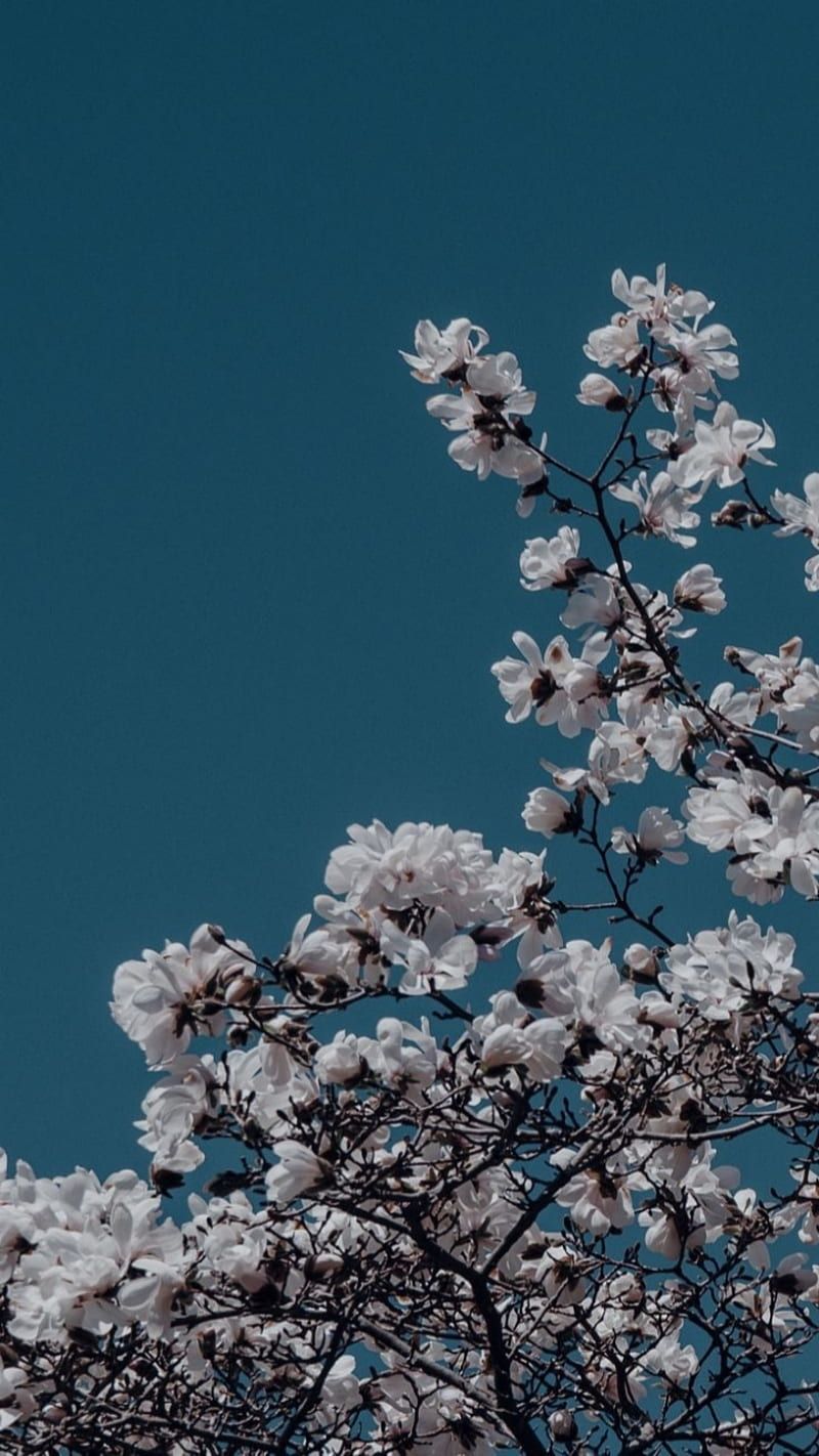 Blue Hintergrundbild 800x1422. Blue aesthetic, flowers, HD phone wallpaper