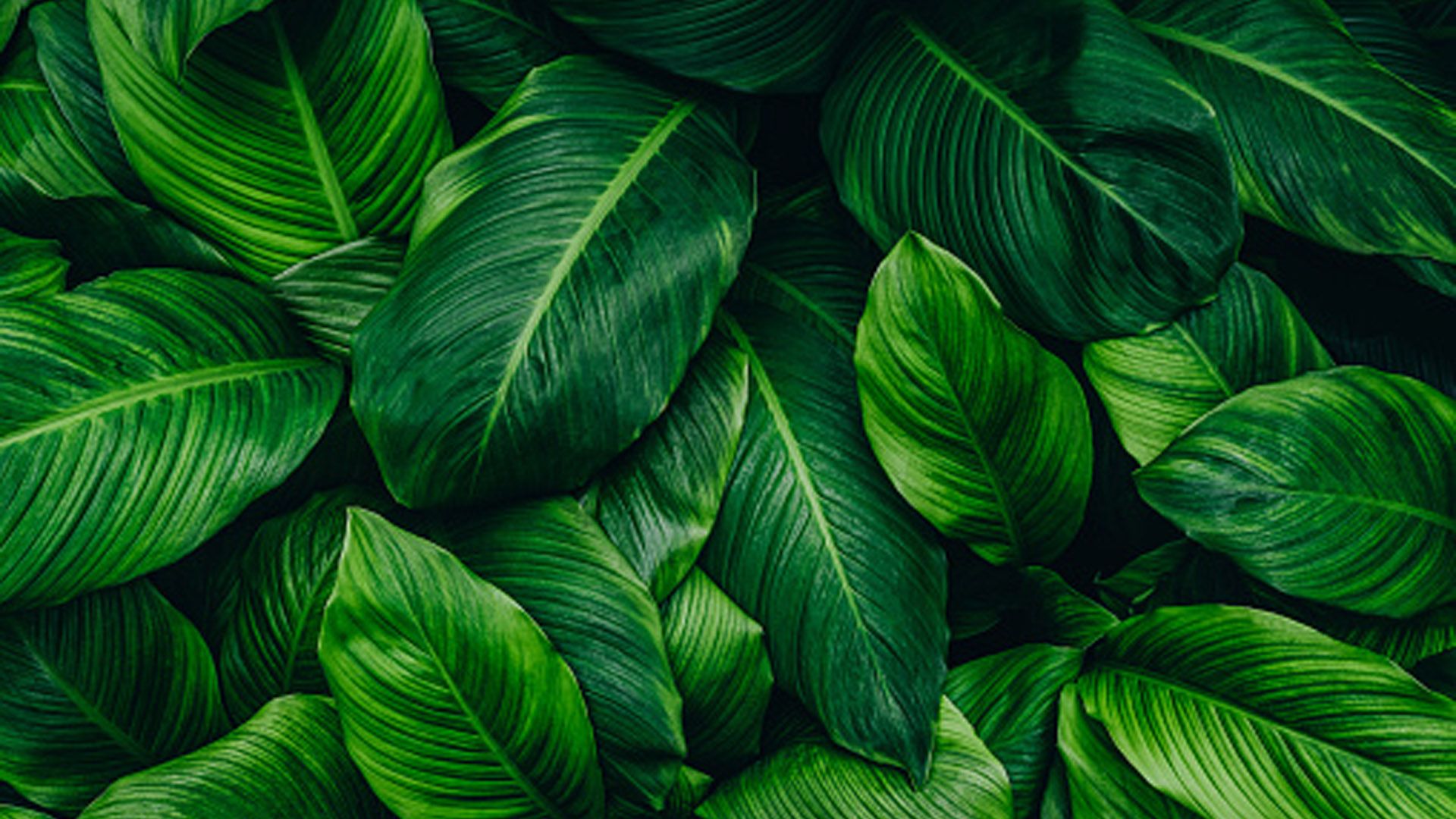Green Hintergrundbild 1920x1080. Closeup View Of Green Plant Leaves HD Green Aesthetic Wallpaper