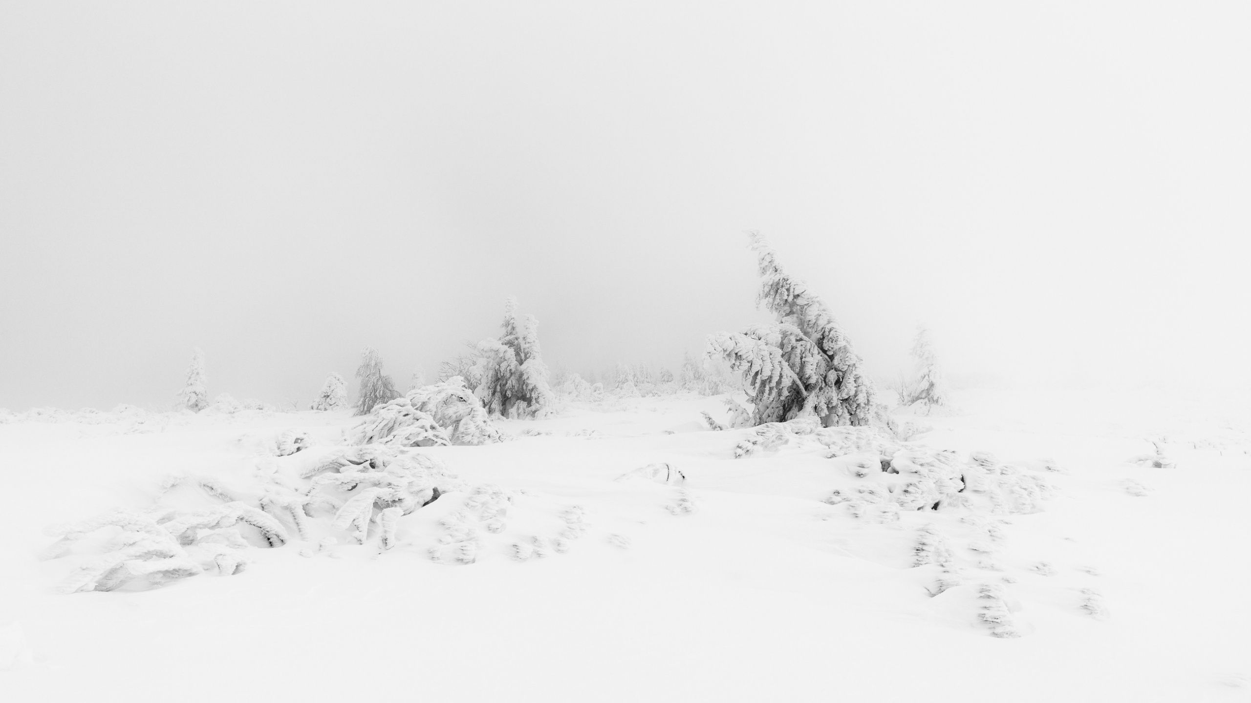 White Hintergrundbild 2560x1440. Snow Frozen Trees Field In White Sky Background HD White Aesthetic Wallpaper