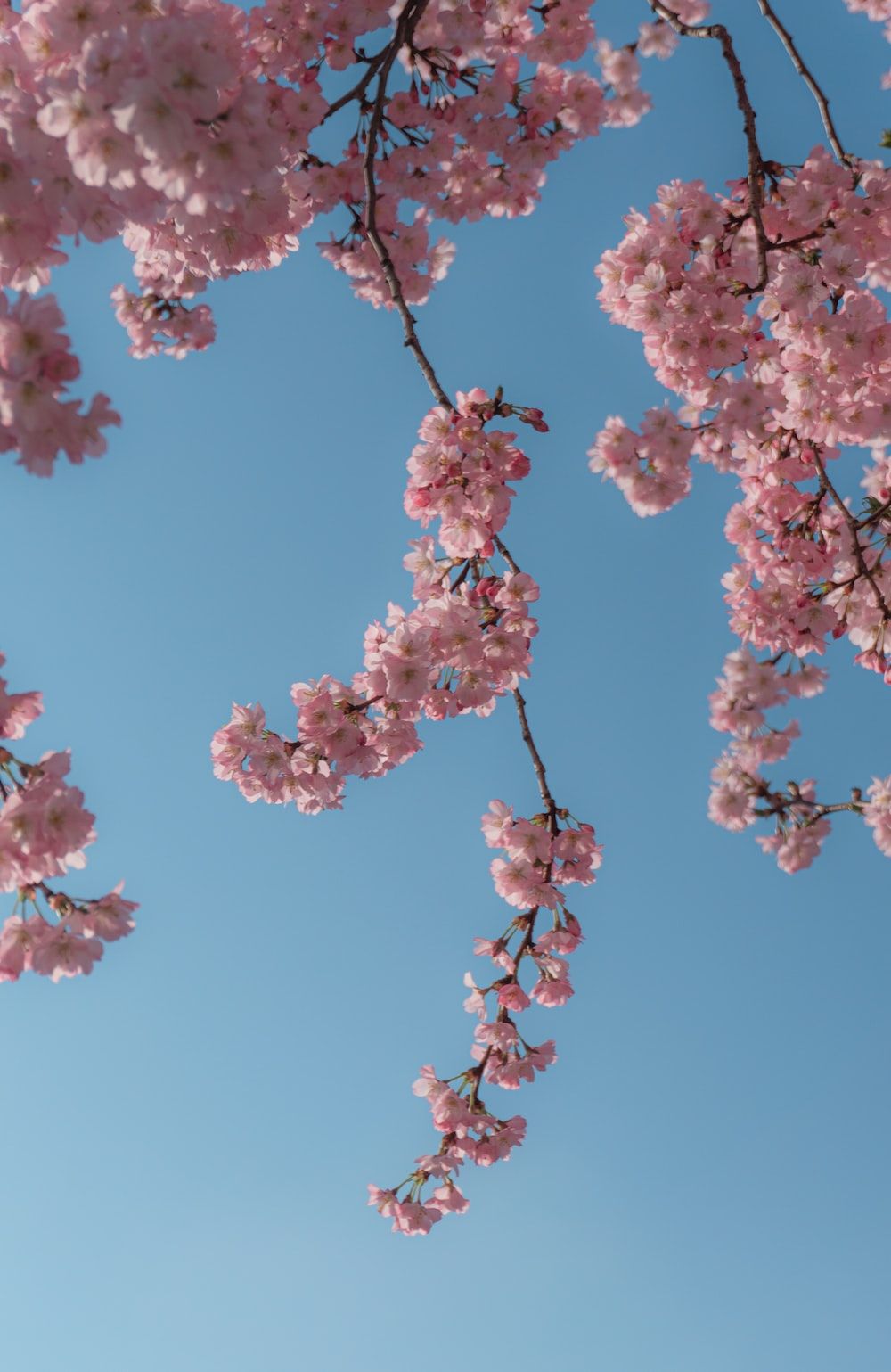 Blue Hintergrundbild 1000x1539. pink cherry blossom under blue sky during daytime photo