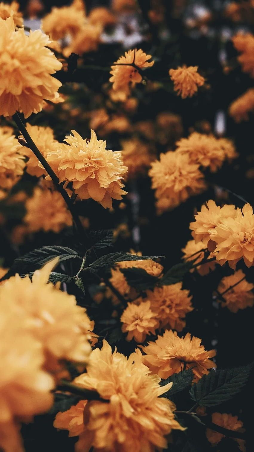  Frühlingsblumen Hintergrundbild 850x1512. blumen HD wallpaper