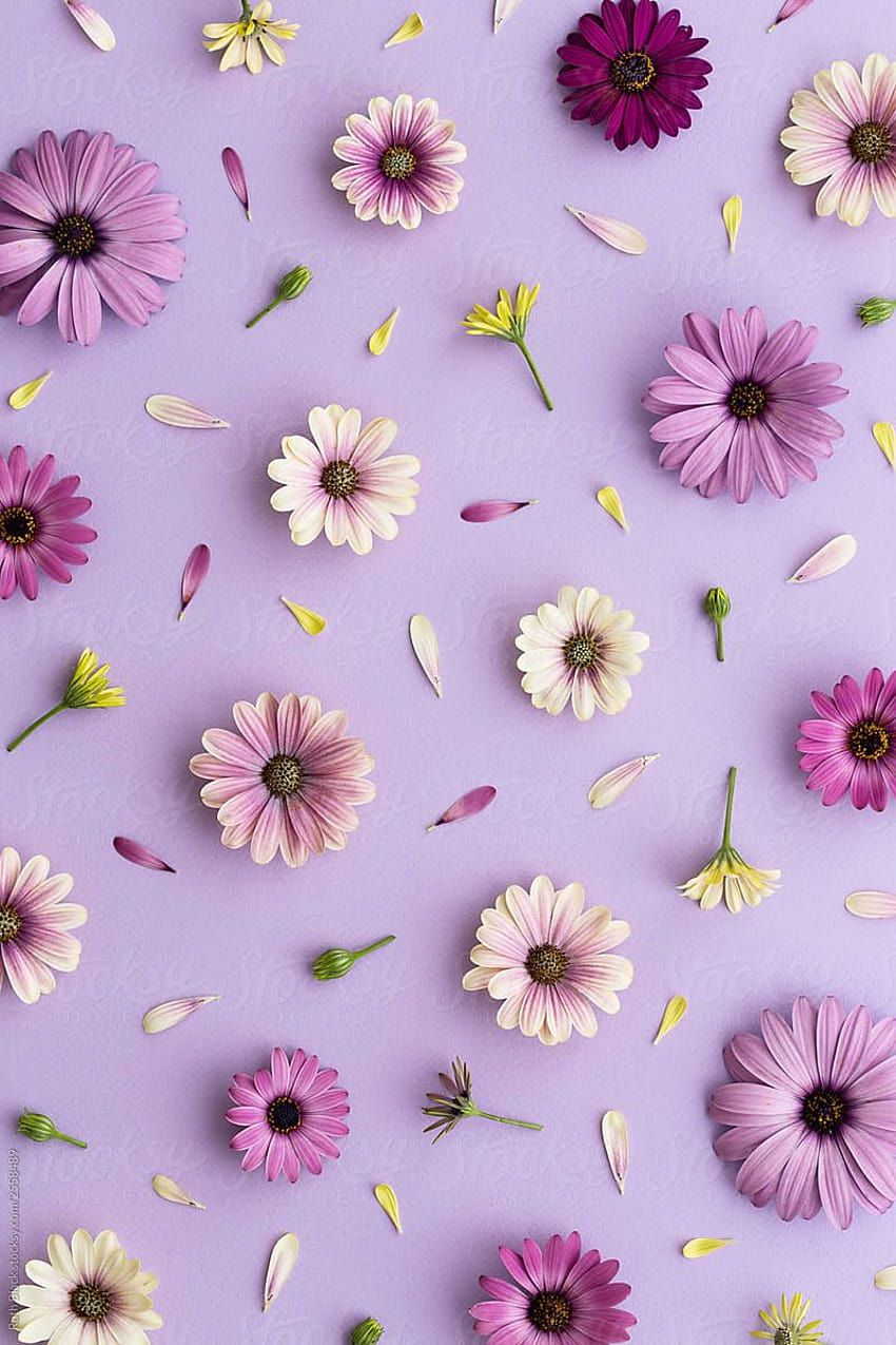 Lila Hintergrundbild 850x1275. Soft Lilac Aesthetic, purple lilac HD phone wallpaper