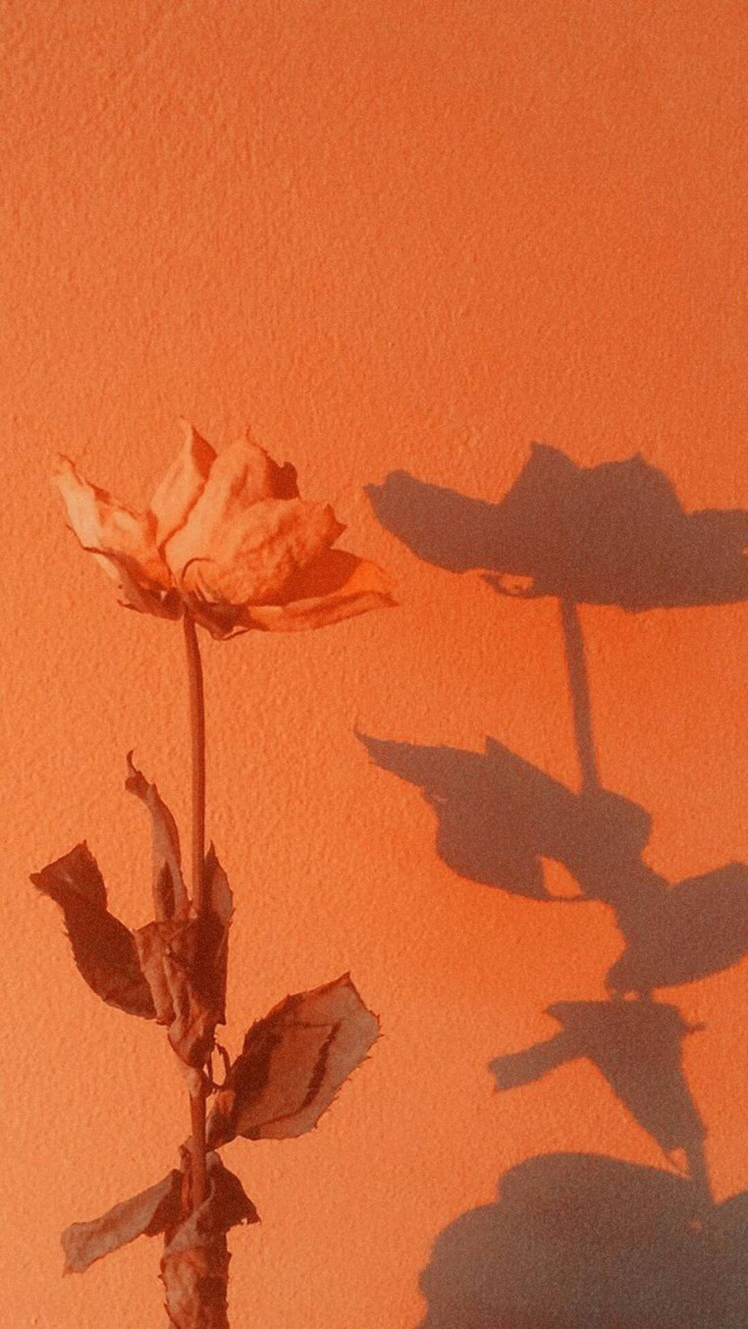 Orange Hintergrundbild 1081x1920. Download Dried Orange Aesthetic Rose Phone Wallpaper