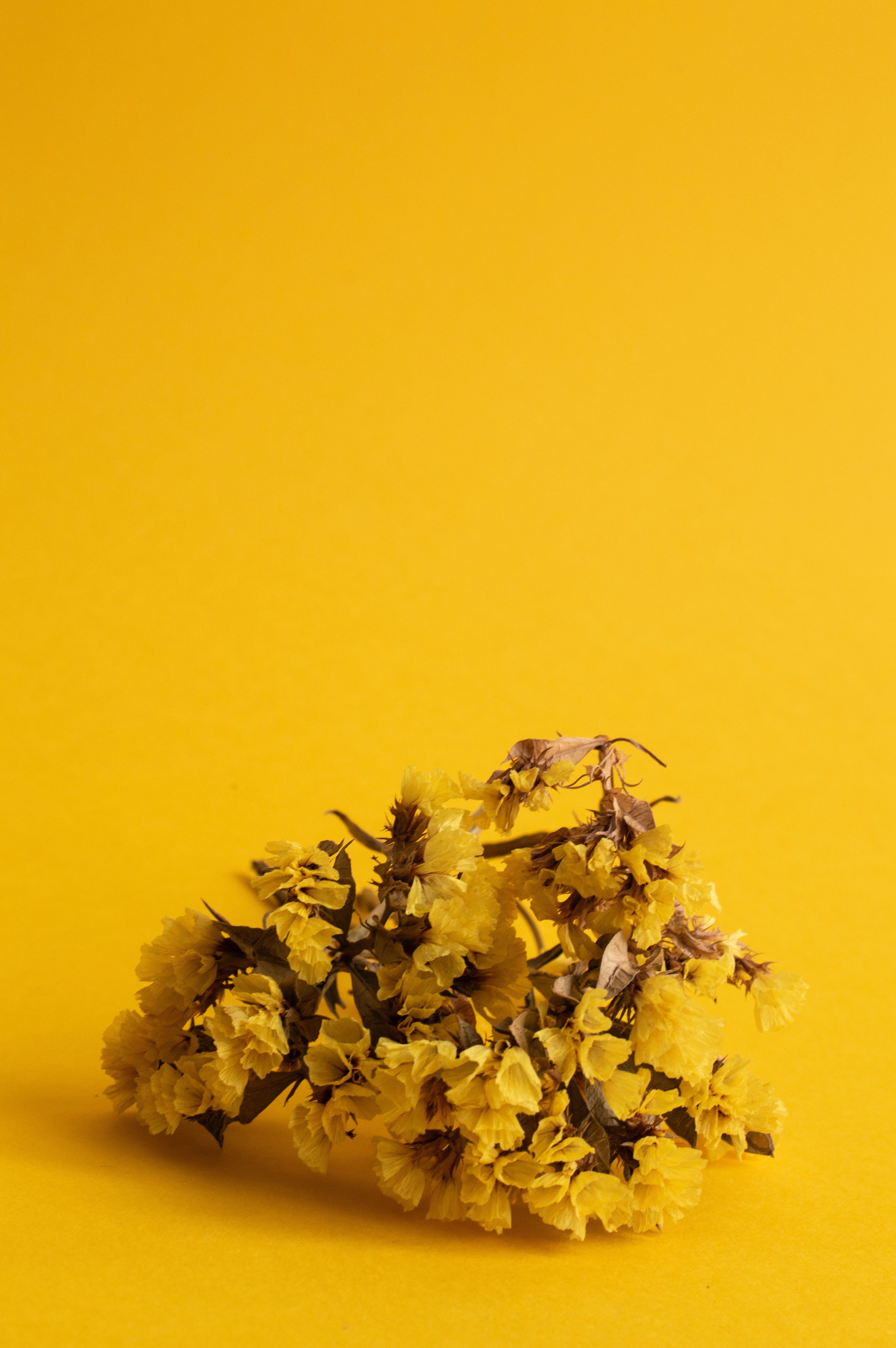Gelb Hintergrundbild 4000x6016. Gelbe Blumen Auf Gelbem Hintergrund · Kostenloses Stock Foto