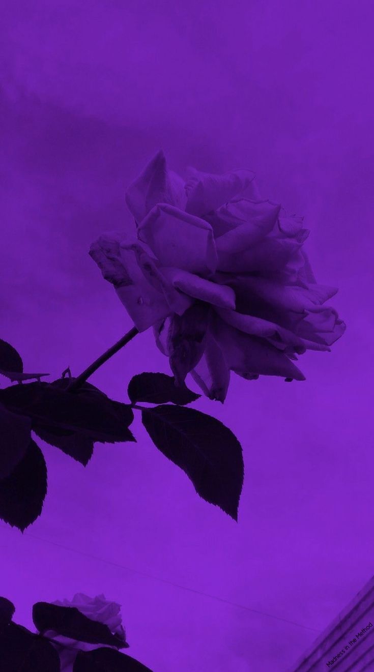 Lila Hintergrundbild 735x1321. ✧Purple✧. Purple aesthetic background, Purple wallpaper iphone, Purple wallpaper