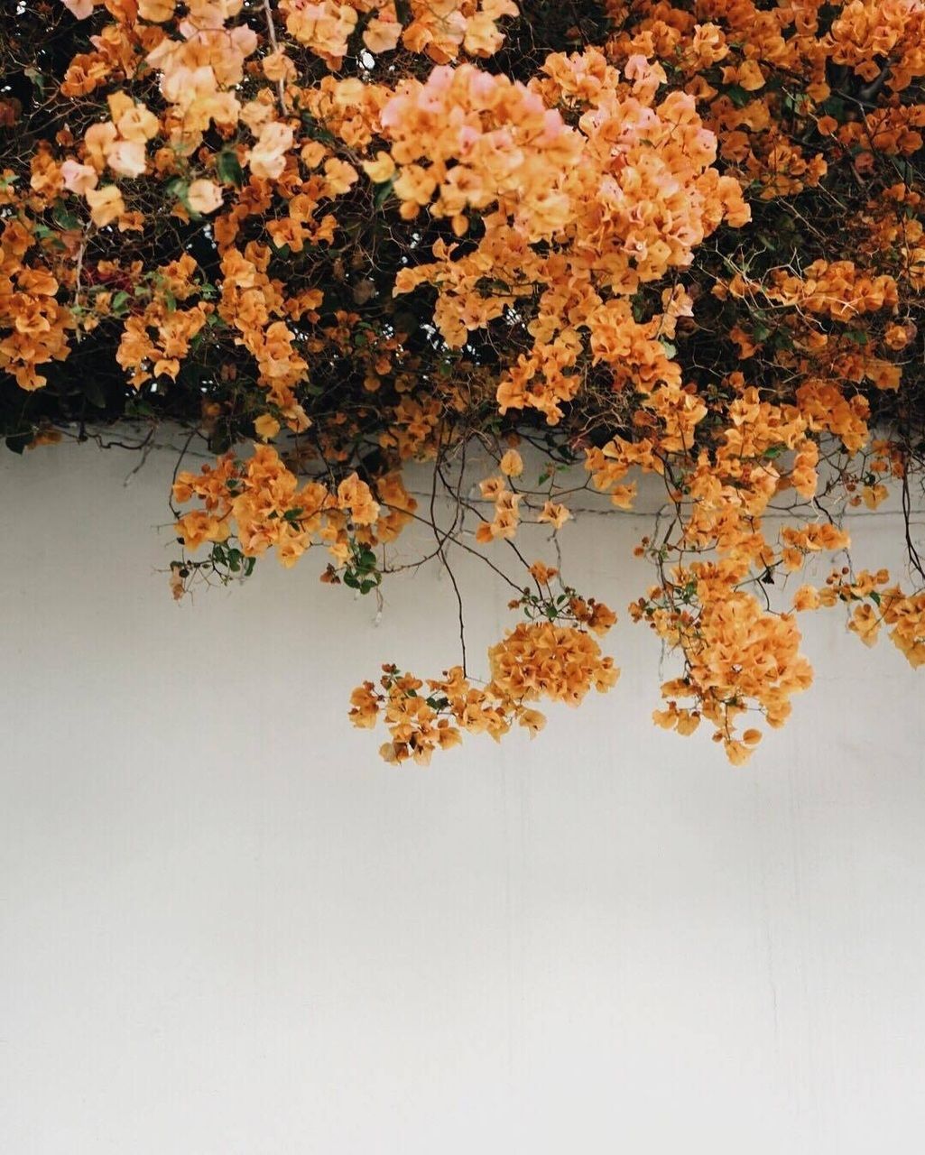 Orange Hintergrundbild 1025x1280. Orange flower aesthetic Wallpaper Download