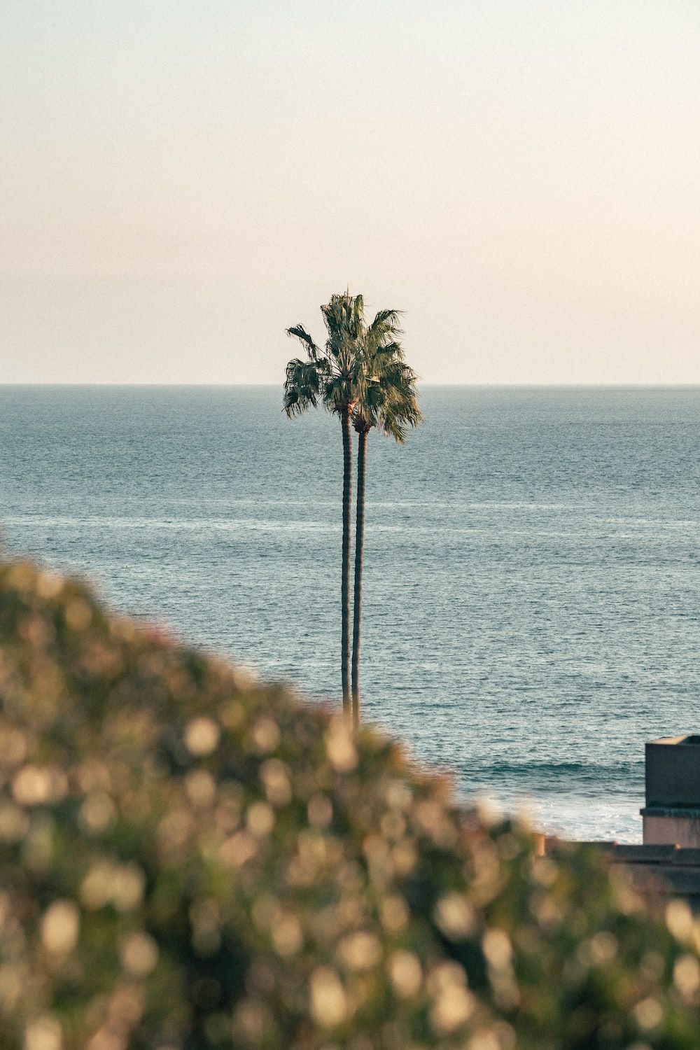 Einsam Hintergrundbild 1000x1500. Foto zum Thema Eine einsame Palme steht im Vordergrund des Ozeans