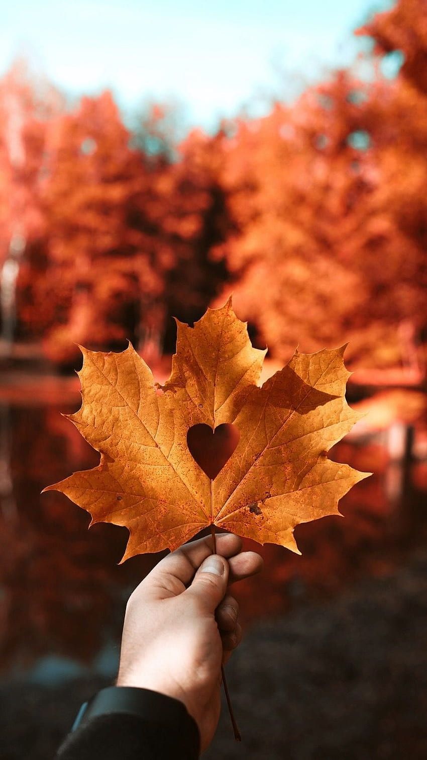 Herbst Hintergrundbild 850x1511. Herbst HD wallpaper