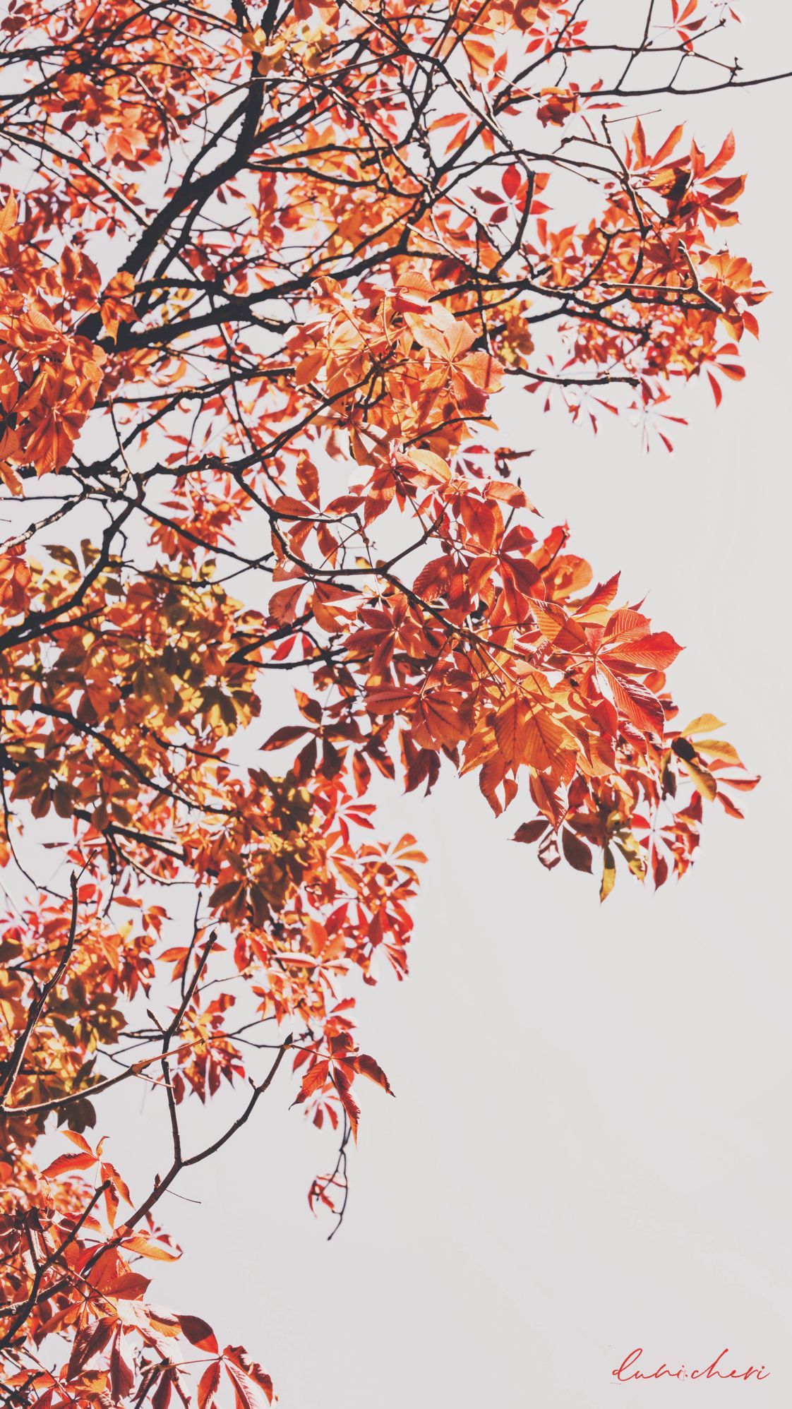 Herbst Hintergrundbild 1122x1996. Free Autumn Wallpaper