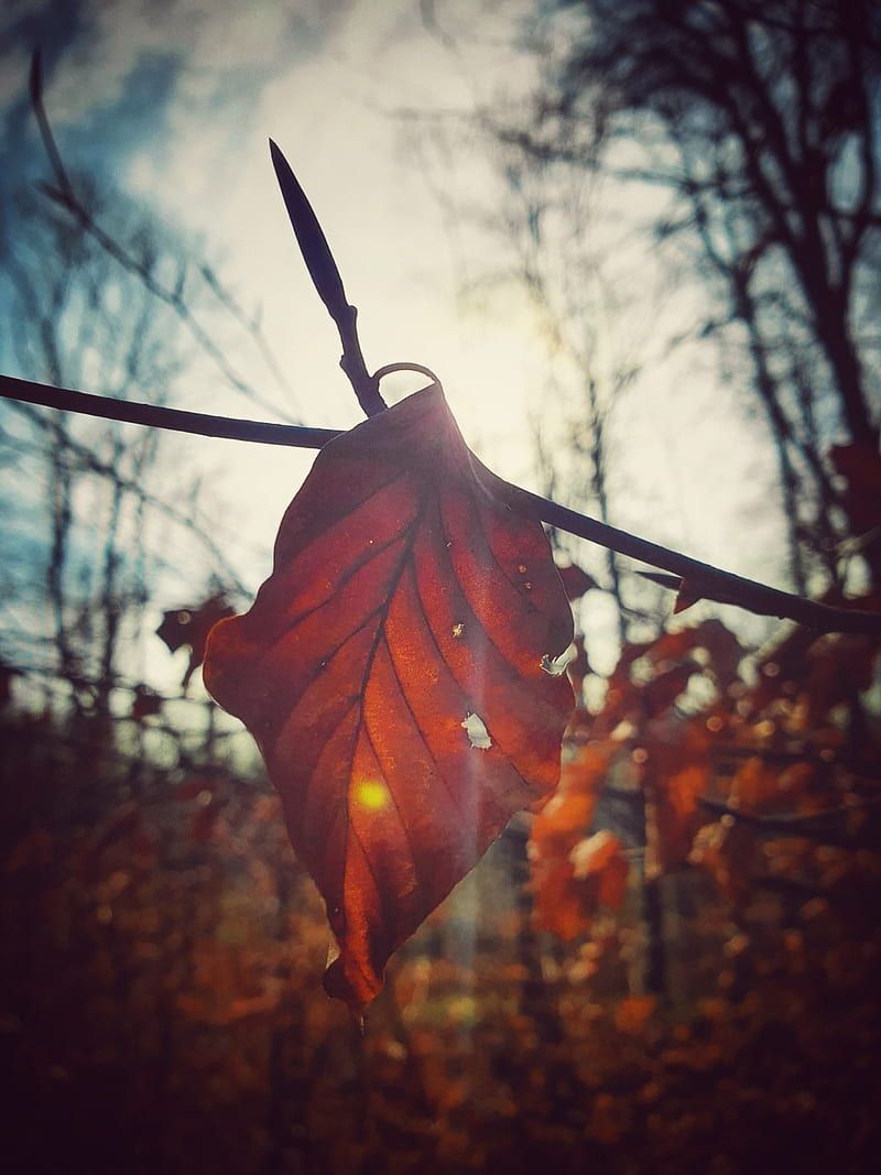 Herbst Hintergrundbild 800x1067. HD autumn herbst wallpaper