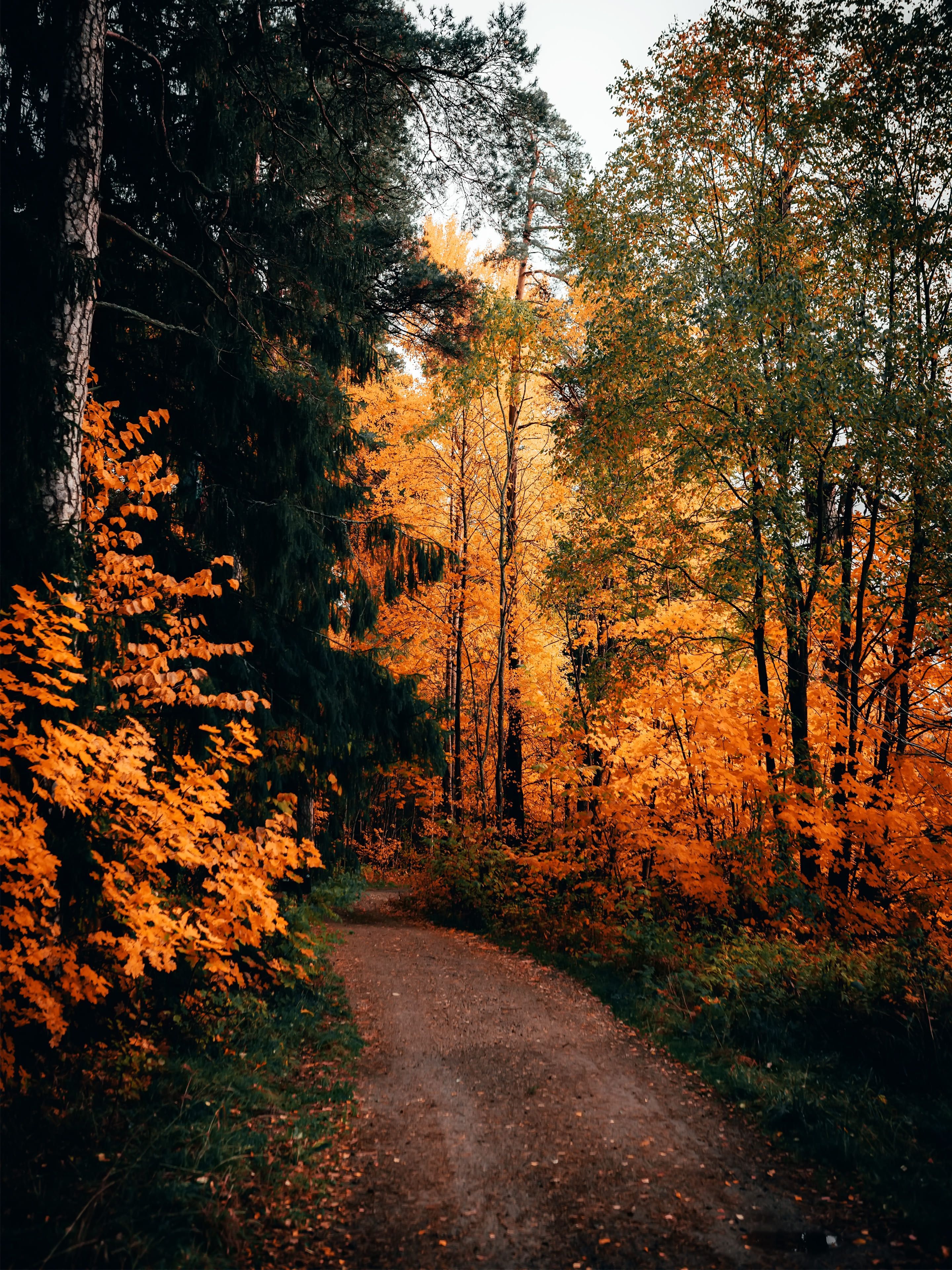 Herbst Hintergrundbild 2880x3840. Trail im Herbst Hintergrundbild