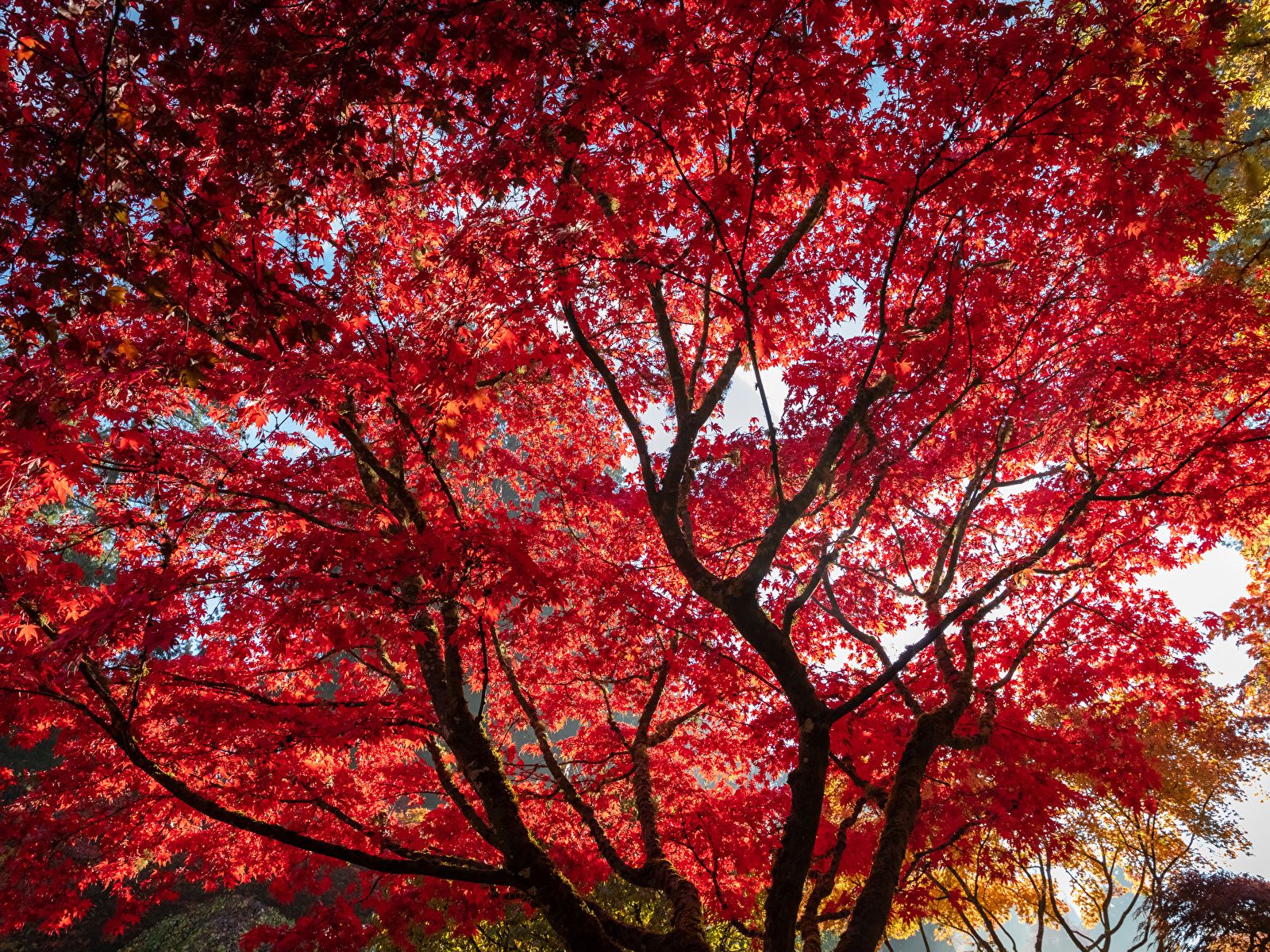 Herbst Hintergrundbild 1600x1200. Bilder Blatt ahorn Rot Natur Herbst Ast Bäume 1600x1200