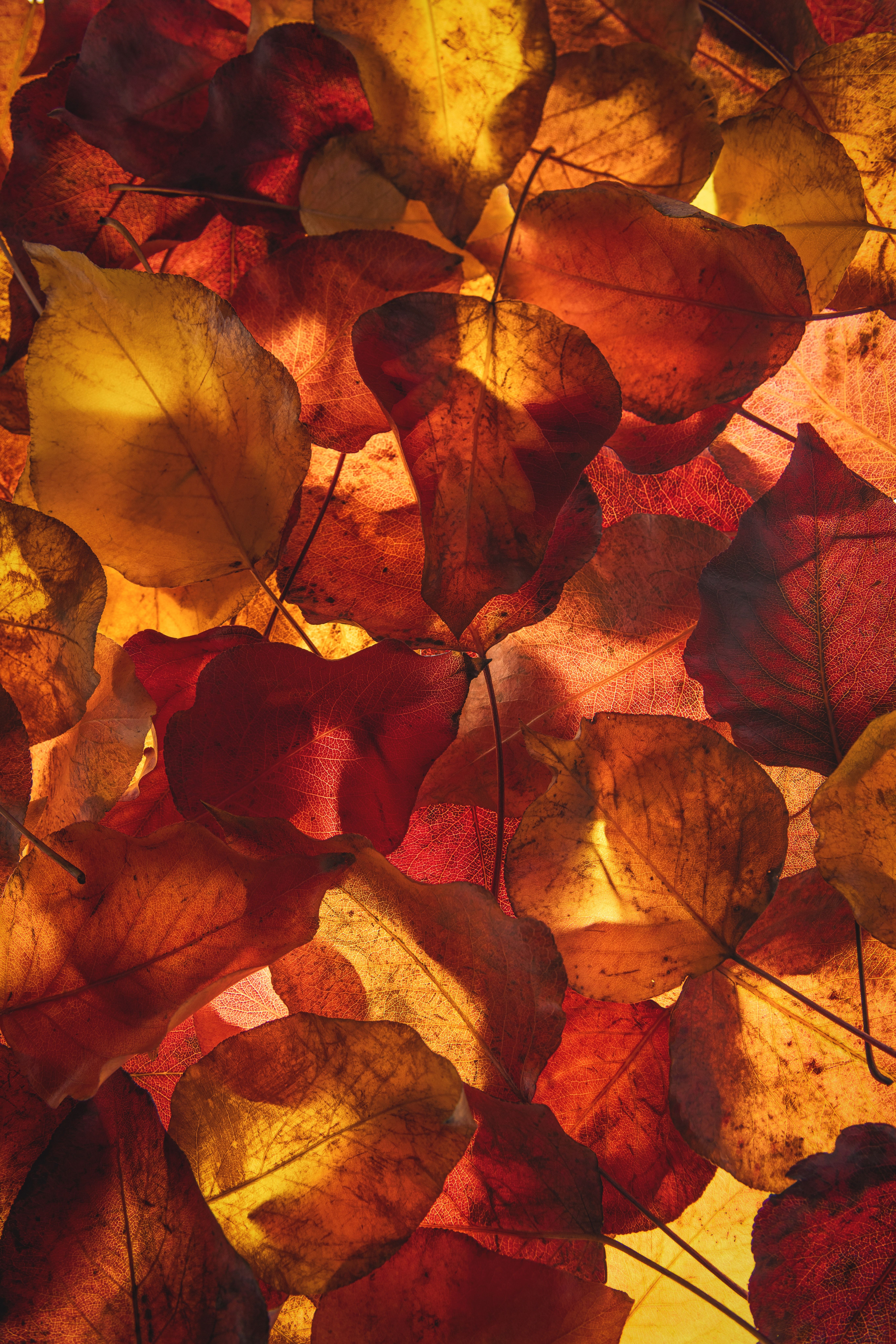 Herbst Hintergrundbild 5461x8192. Gelbe Und Rote Blätter · Kostenloses Stock Foto