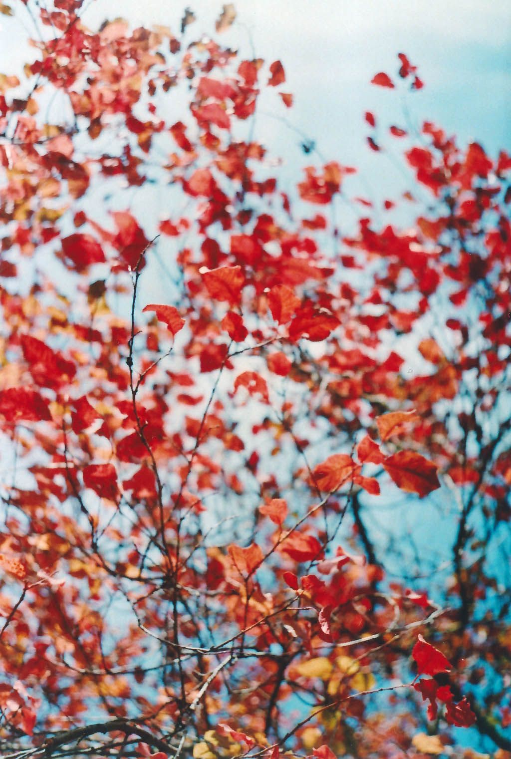 Herbst Hintergrundbild 1024x1521. Roter Herbst