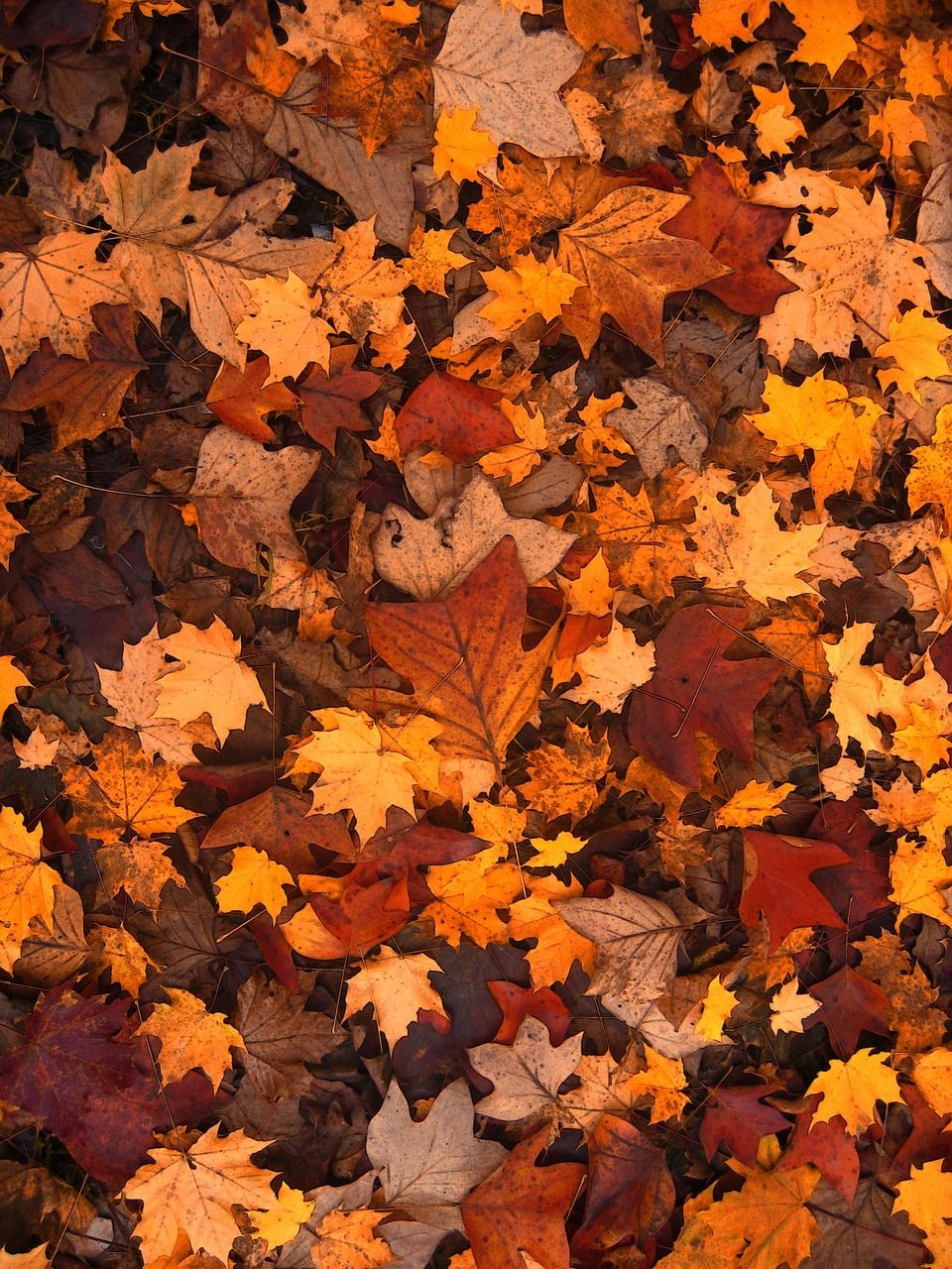 Herbst Hintergrundbild 960x1280. Herbst Blätter Laub Braune Foto auf Pixabay
