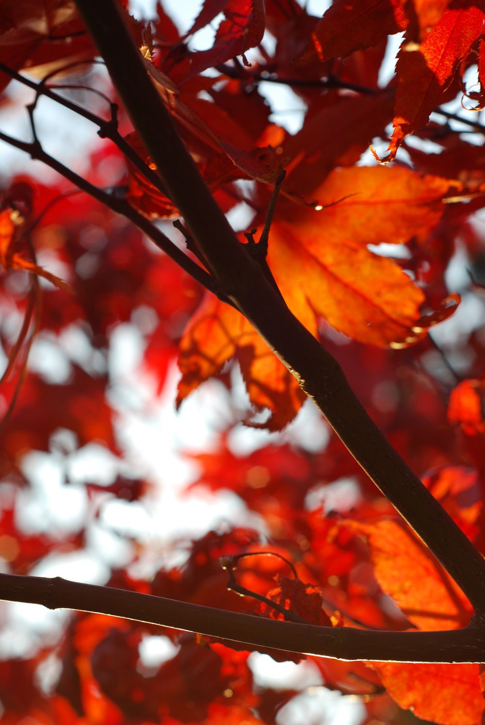 Herbst Hintergrundbild 1000x1494. Herbstfotos Tipps für kreative und schöne Herbstbilder