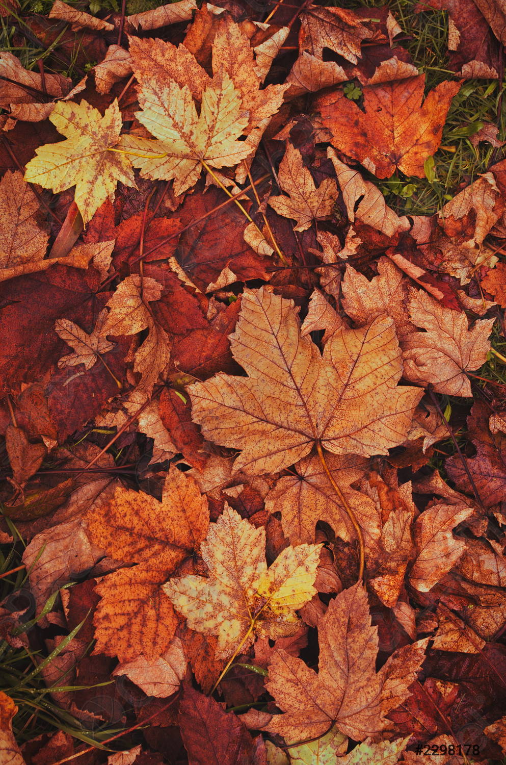 Herbst Hintergrundbild 993x1500. Herbstblätter vorrätig 2298178