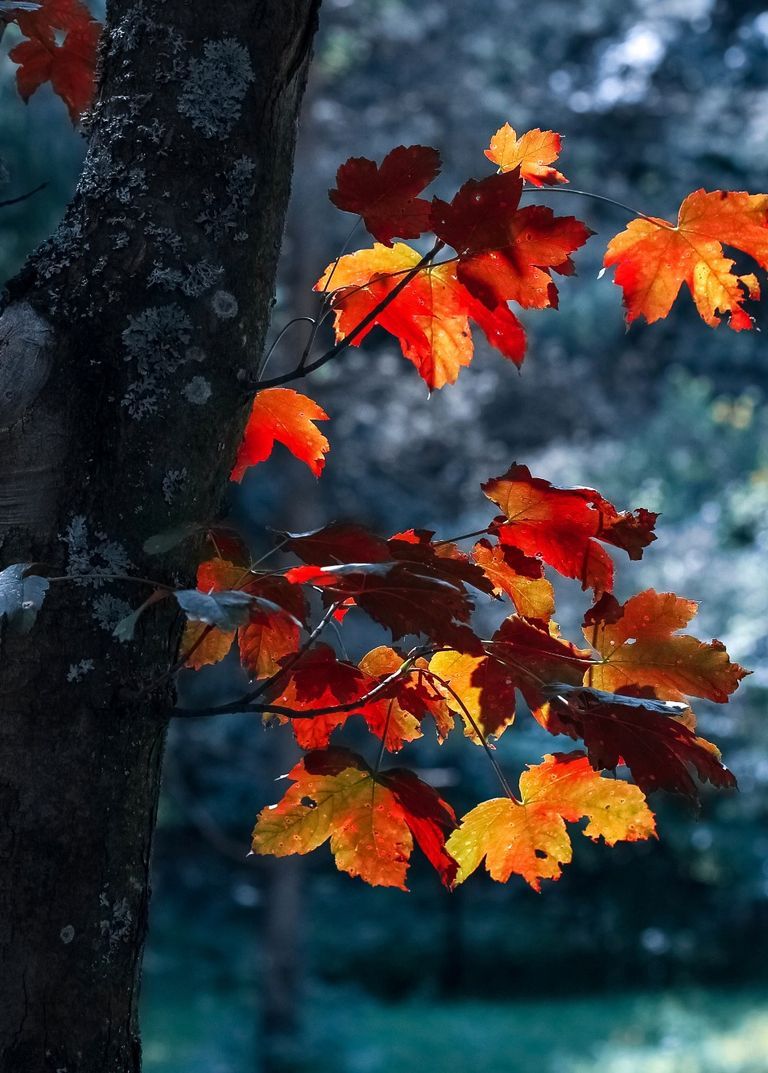 Herbst Hintergrundbild 768x1073. Über uns