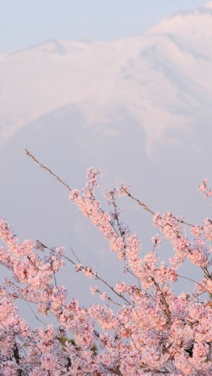  Frühlingslandschaften Hintergrundbild 700x1244. Hintergrund