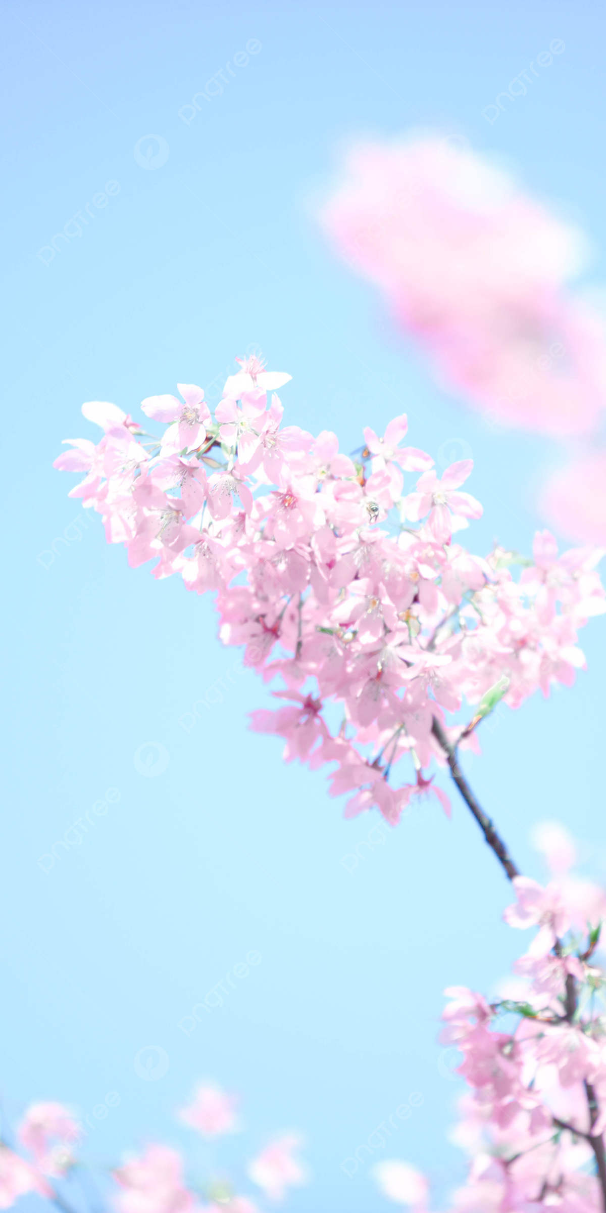 Fruhling Hintergrundbild 1200x2400. Vertikale Fotografie Bild Frühling Romantische Kirschblüten Telefon Wallpaper Hintergrund Und Bild zum kostenlosen Download