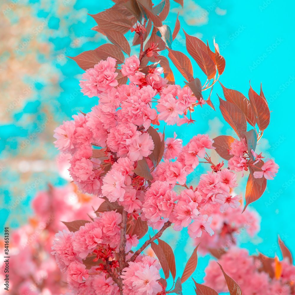 Fruhling Hintergrundbild 1000x1000. Fashion Aesthetics Wallpaper. Pink Flowers. Cherry Blossom. Spring Vibes Stock Foto