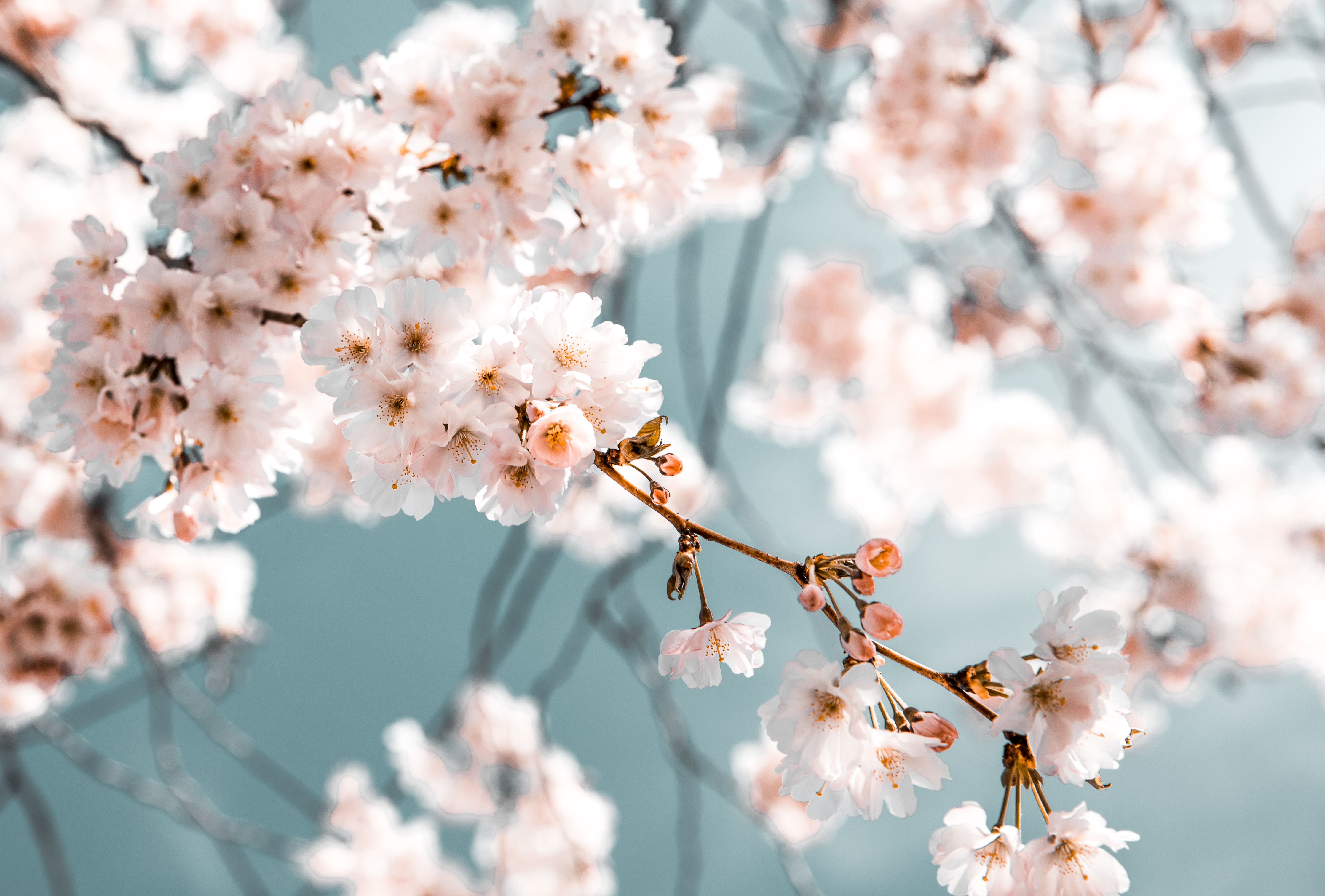 Fruhling Hintergrundbild 4470x3024. Weiße Blumen In Voller Blüte · Kostenloses Stock Foto