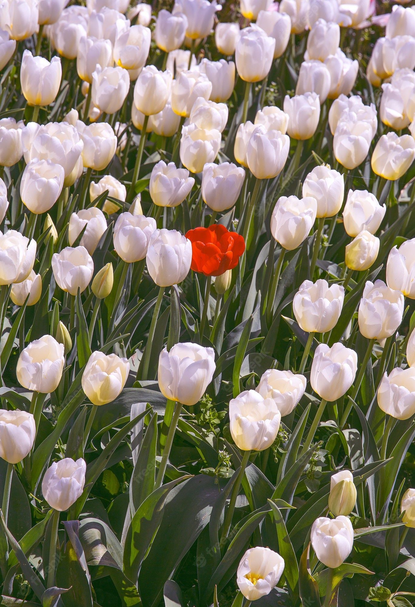 Fruhling Hintergrundbild 1369x2000. Ästhetik tapete blumen. roter und weißer tulpenhintergrund