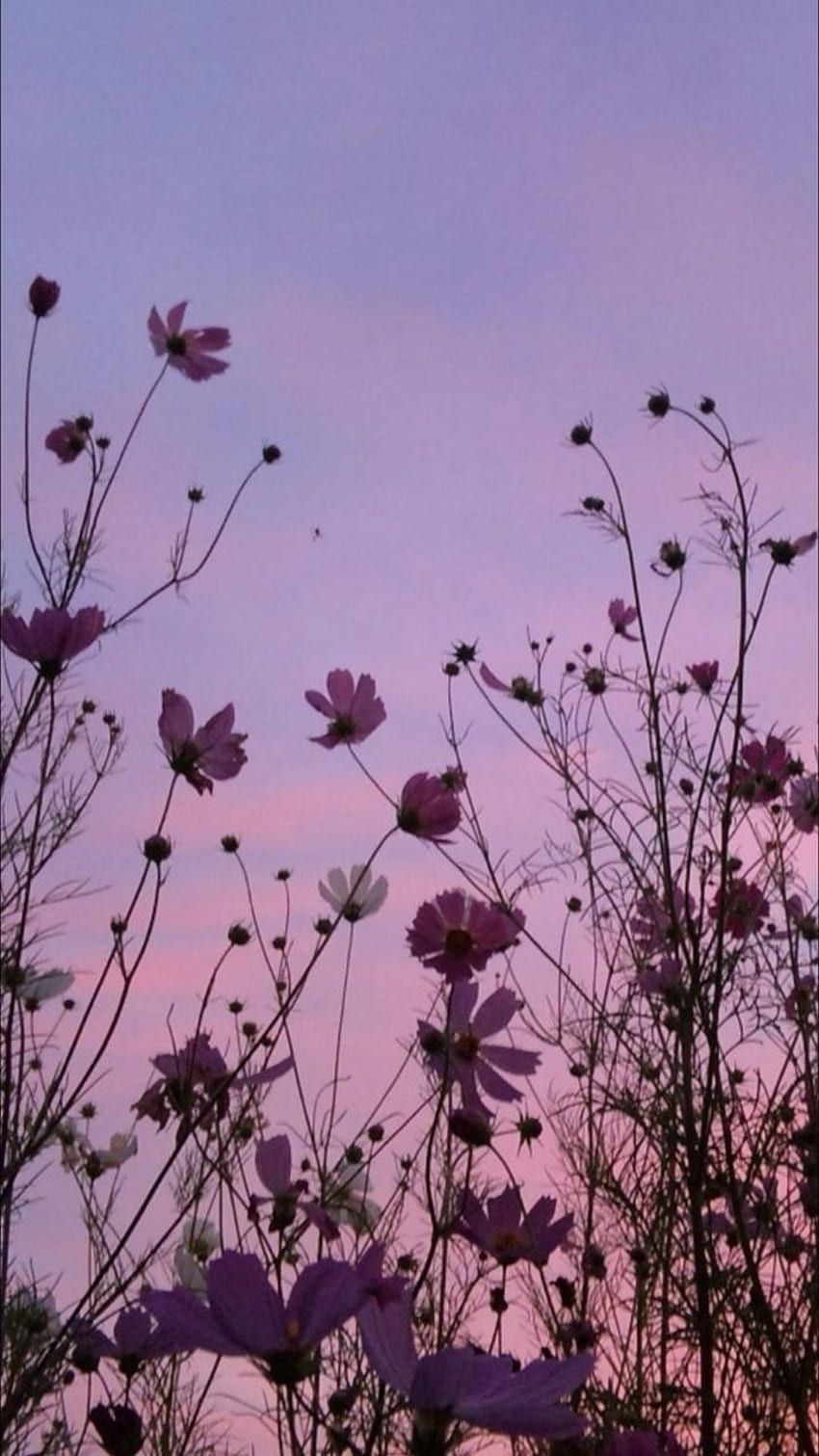 Fruhling Hintergrundbild 850x1511. Folge mir auf Instagram, aesthetic flowers simple HD phone wallpaper
