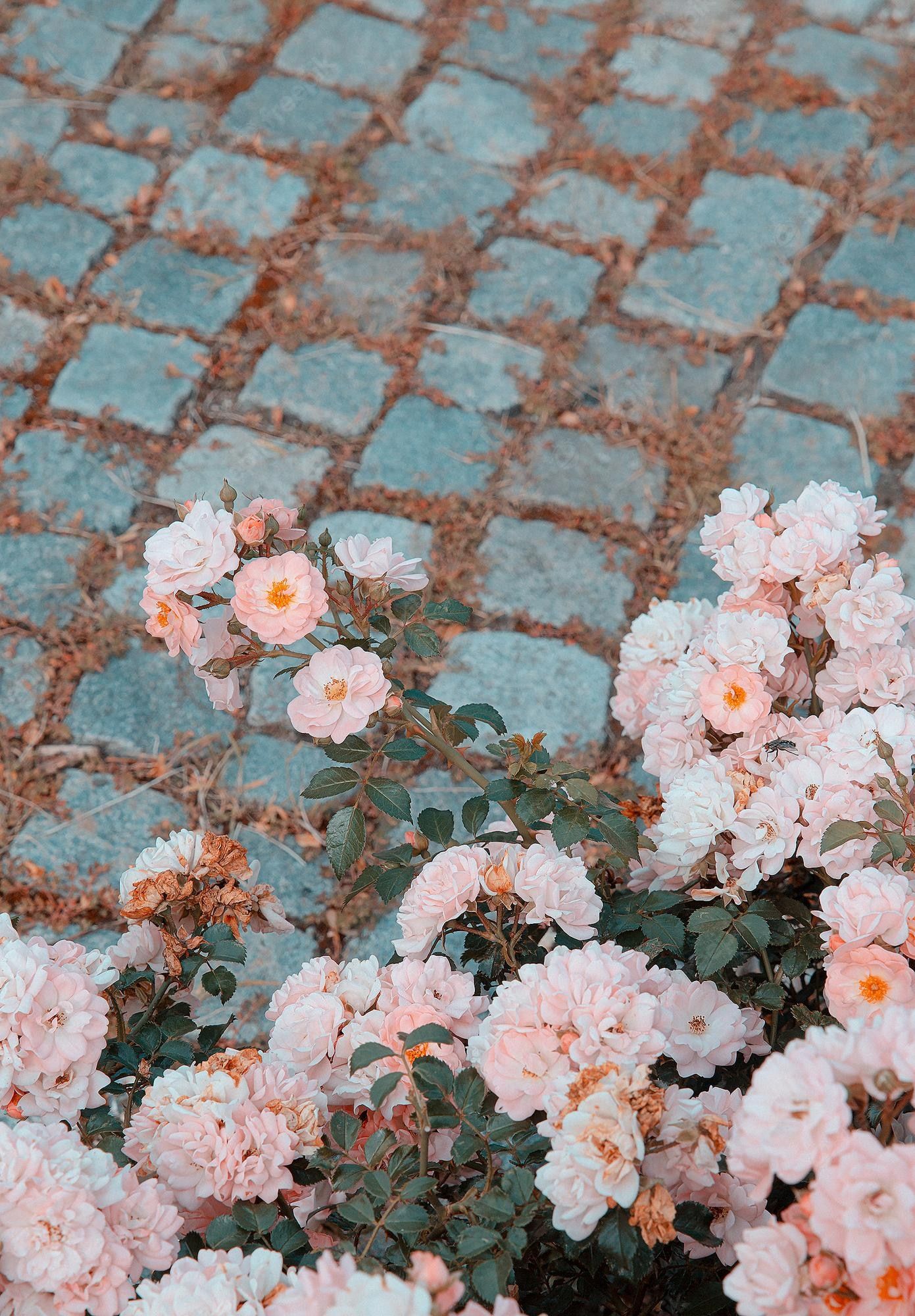 Sommer Hintergrundbild 1391x2000. Premium Photo. Pink roses flower aesthetic wallpaper. summer time, bloom concept