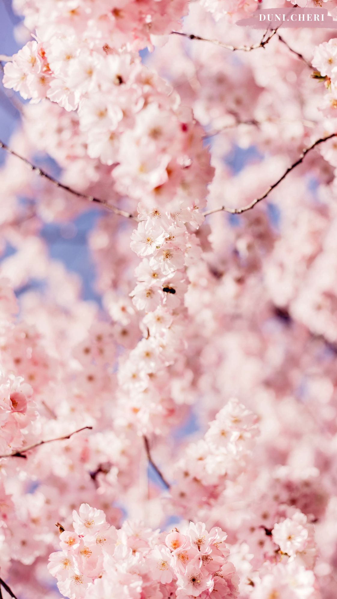 Fruhling Hintergrundbild 1122x1996. Hanami Cherry Blossom Wallpaper 12