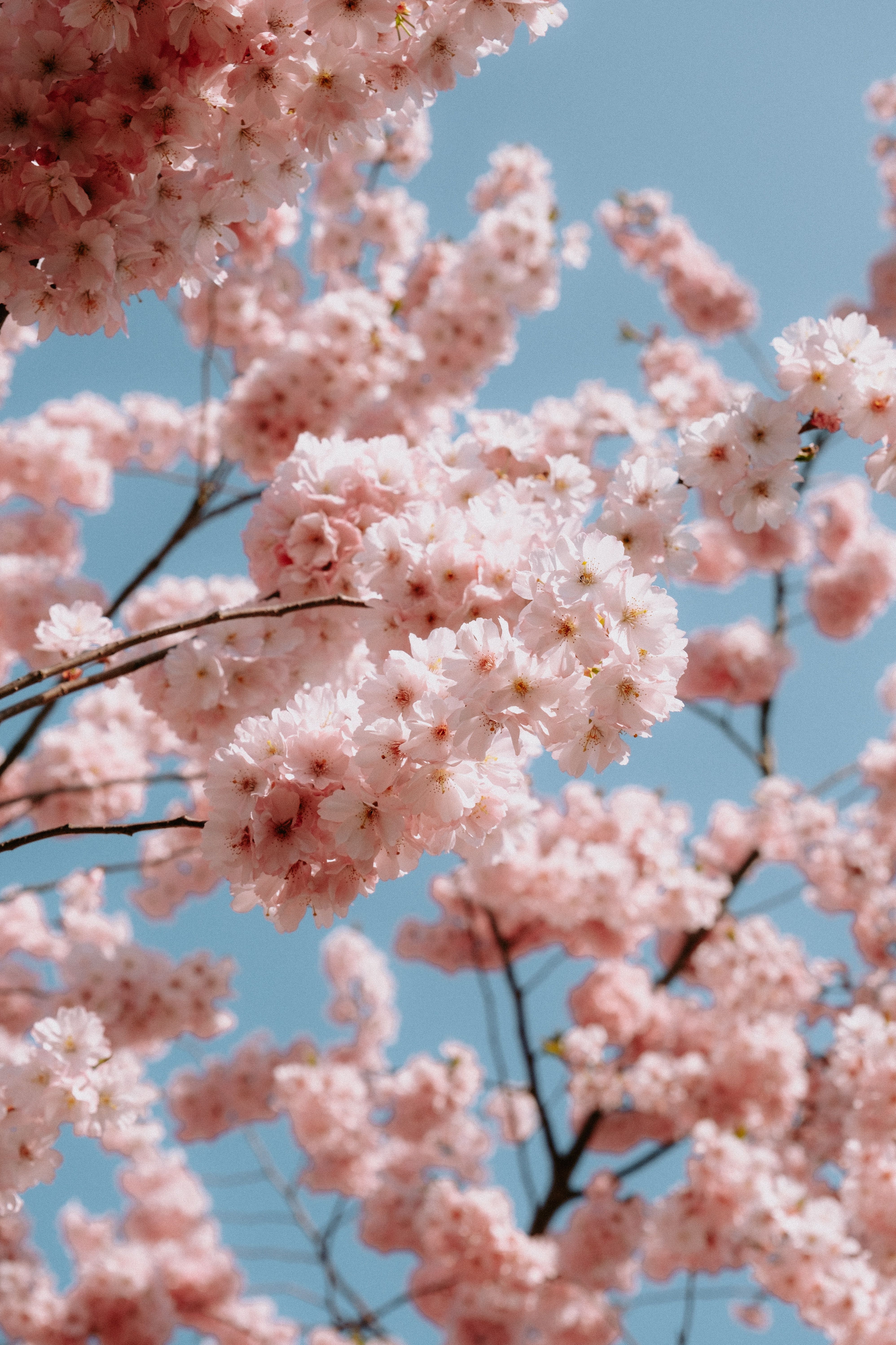 Fruhling Hintergrundbild 3992x5988. Kostenloses Foto zum Thema: frühling, japanische kirsche, kirschblüte, mobile wallpaper, sakura, vertikaler schuss