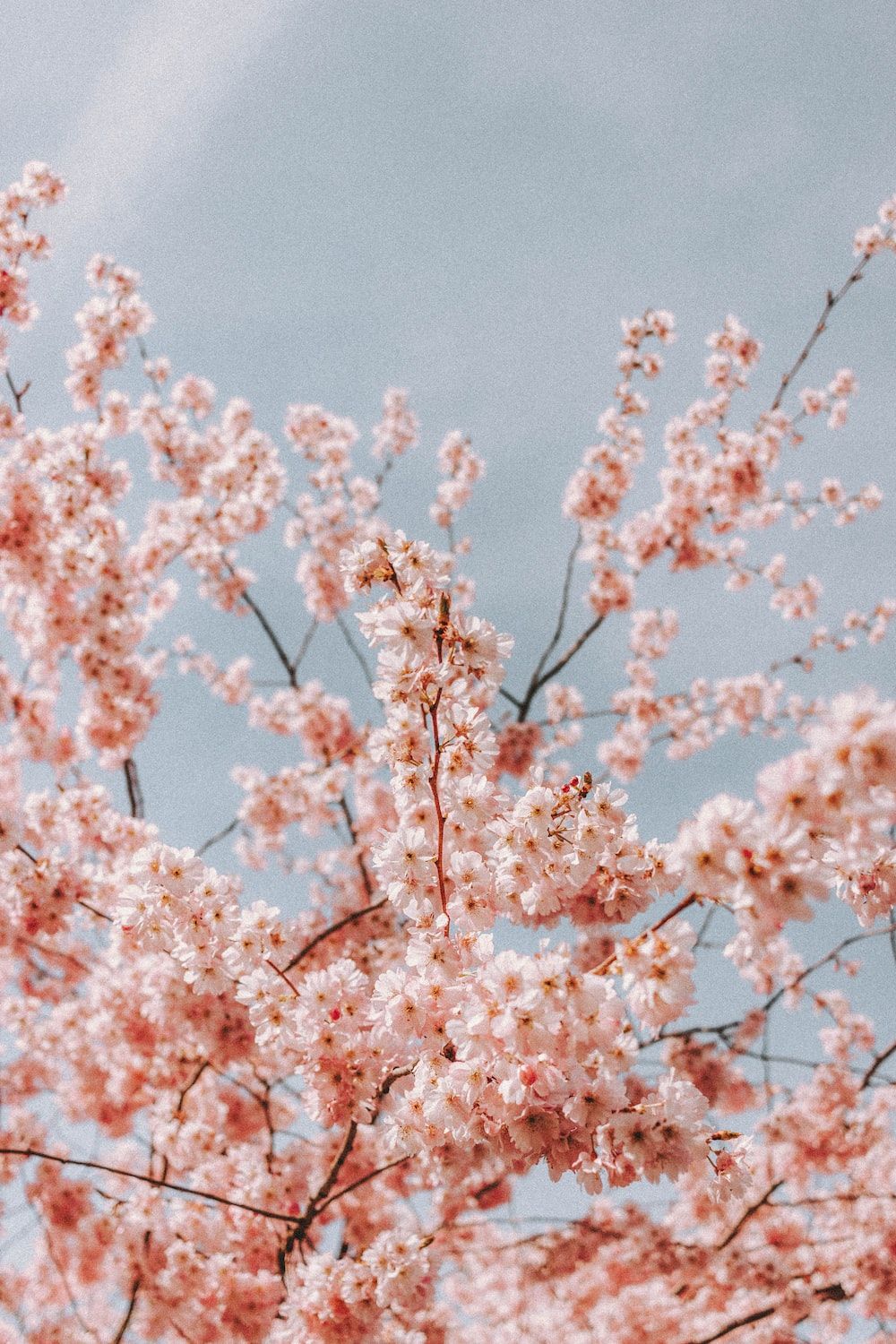 Fruhling Hintergrundbild 1000x1500. Foto zum Thema Rosa Kirschblütenbaum unter blauem Himmel tagsüber
