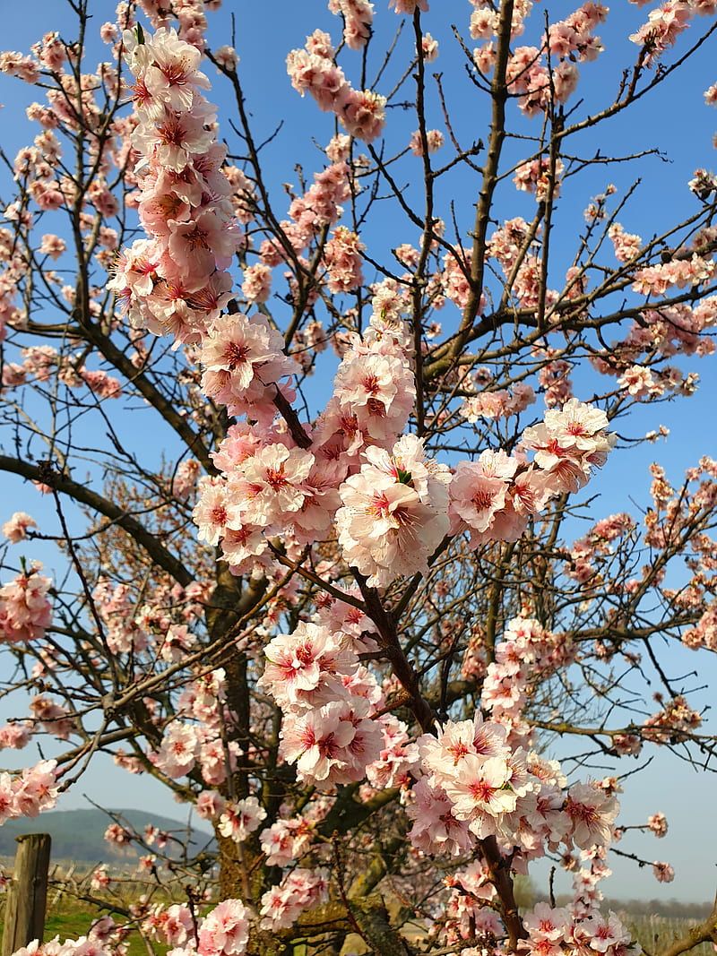 Fruhling Hintergrundbild 800x1067. Almond Blossoms, almond, blossoms, bluete, flowers, fruehling, mandel, nature, HD phone wallpaper