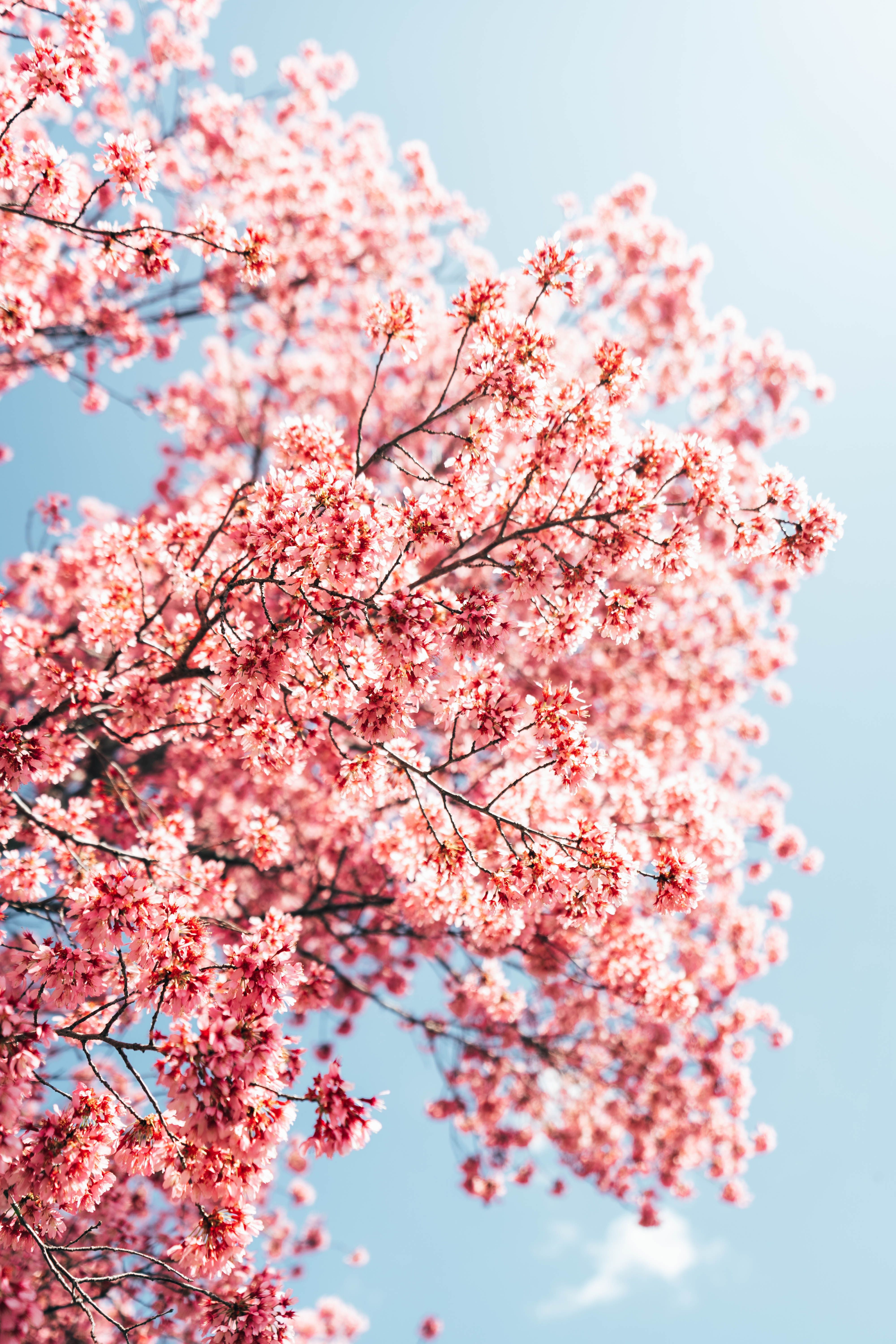 Fruhling Hintergrundbild 4000x6000. Laden Sie Das Sakura Hintergrundbild Für Ihr Handy In Hochwertigen, Hintergrundbildern Sakura Kostenlos Herunter