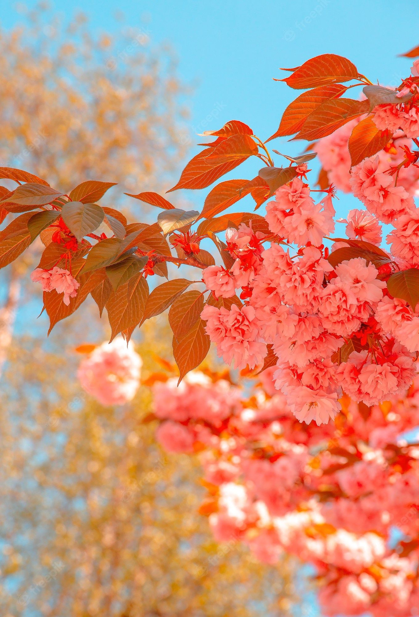 Fruhling Hintergrundbild 1359x2000. Tapete mit modischer ästhetik. pinke blumen. kirschblütenbaum
