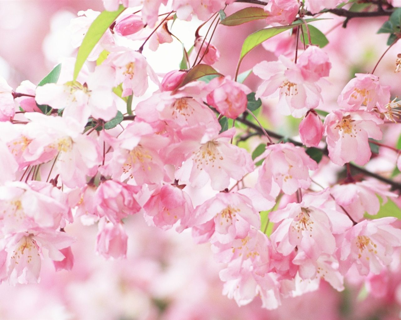 Fruhling Hintergrundbild 1280x1024. Kirschblütenblätter rosa Frühling 1920x1200 HD Hintergrundbilder, HD, Bild