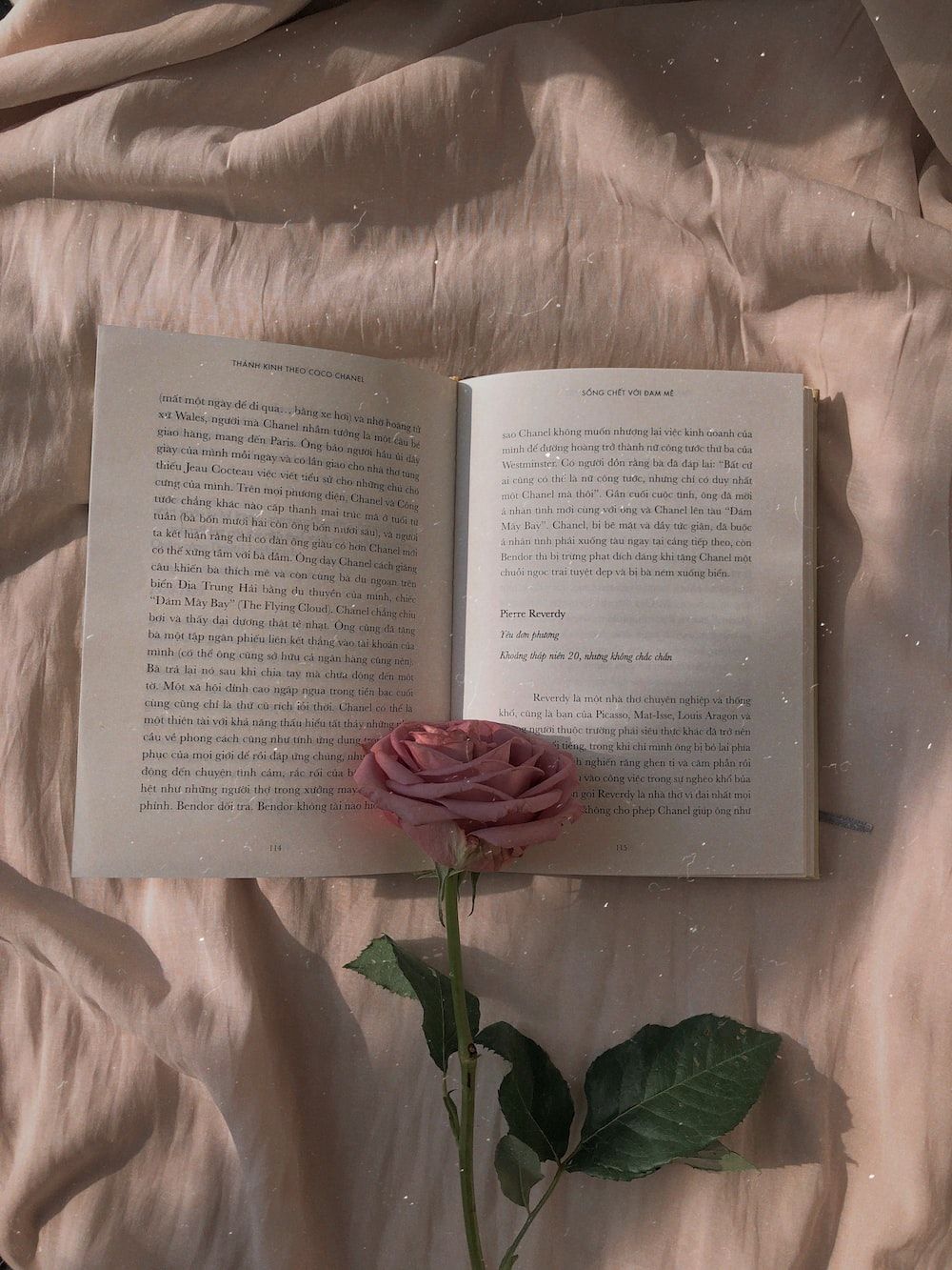 Picasso Hintergrundbild 1000x1333. pink rose on open book photo