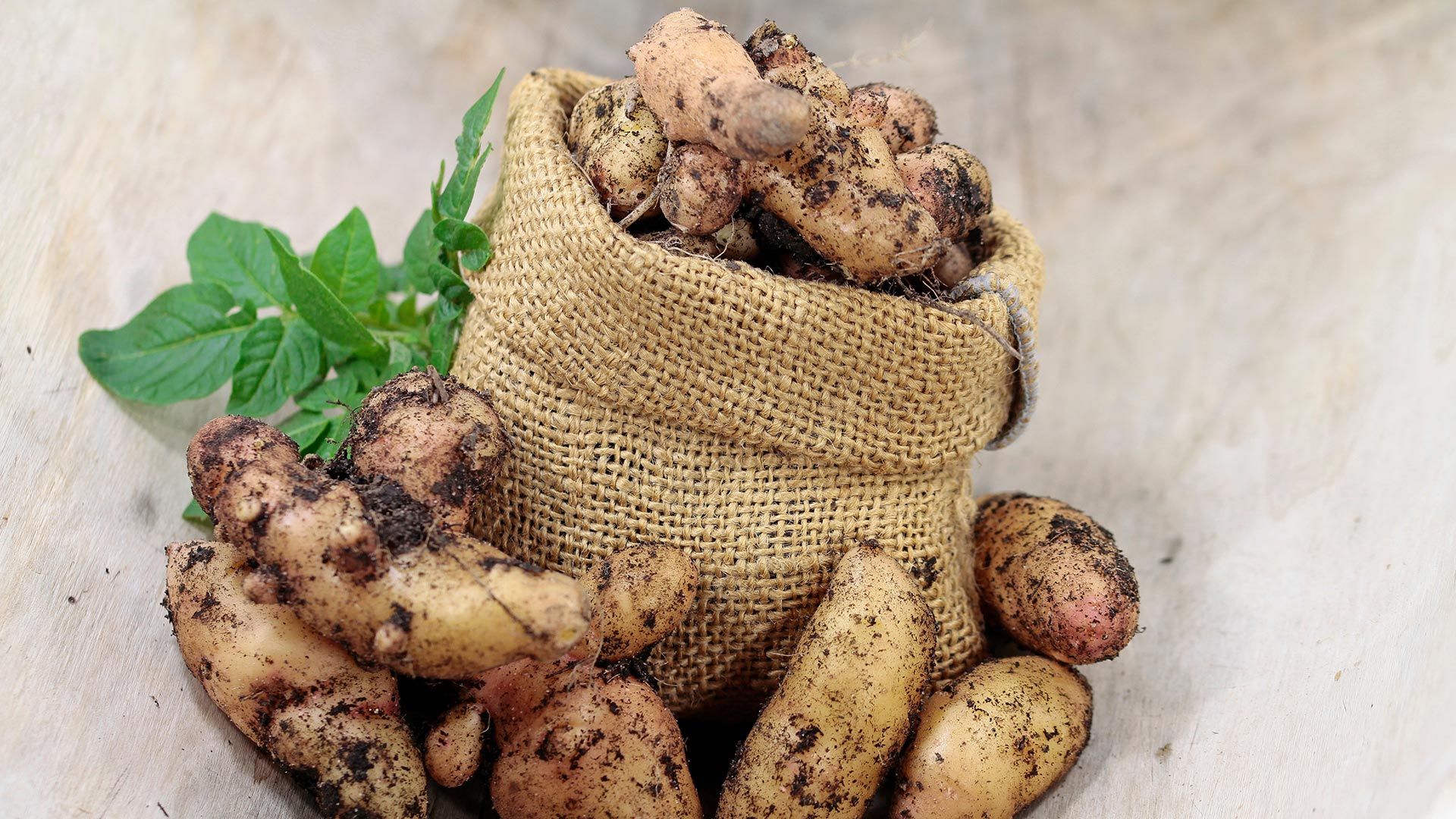  Kartoffel Hintergrundbild 1920x1080. Can Hybrid Herbicide affect potato size and shape?