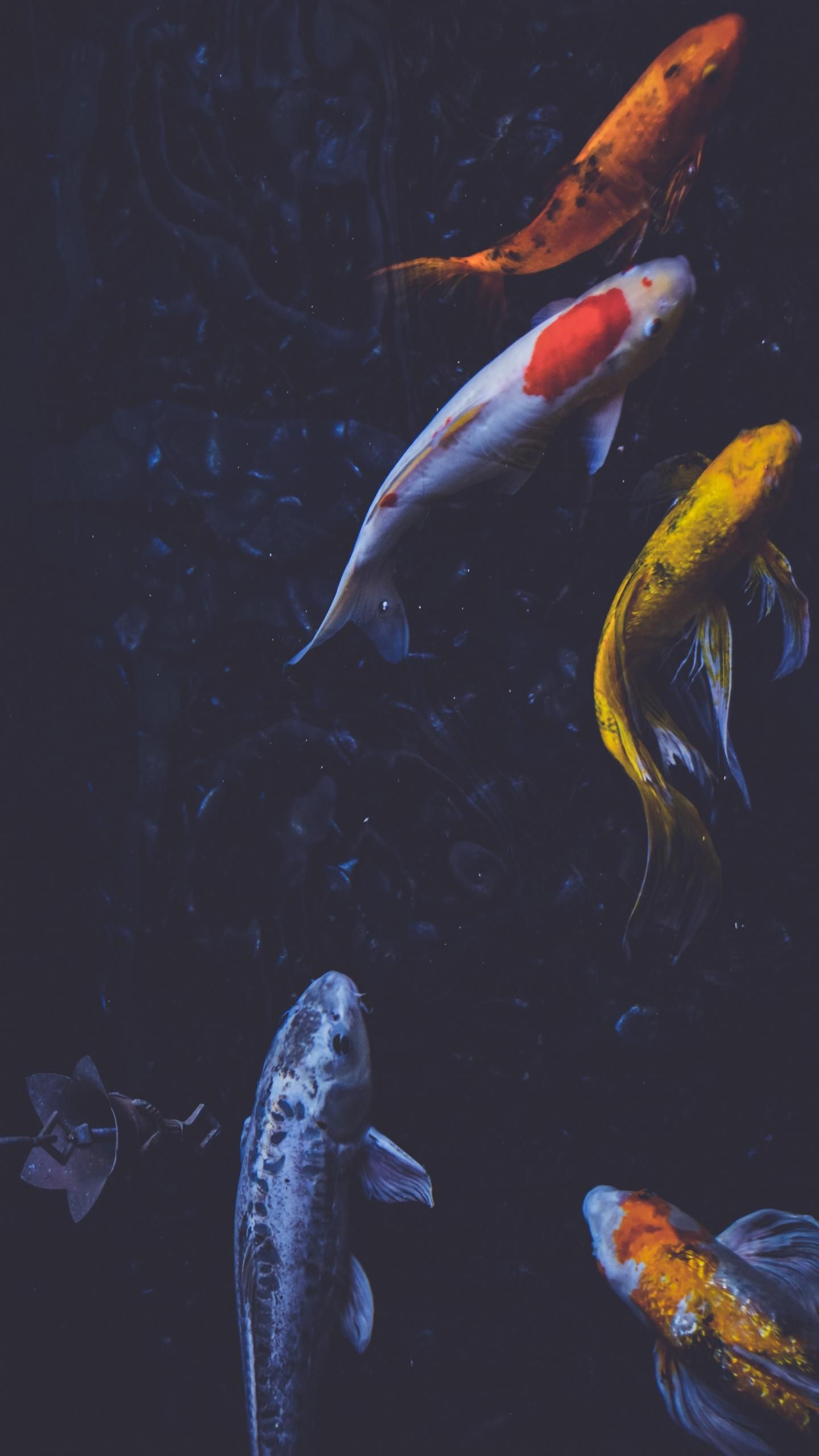  Fisch Hintergrundbild 1440x2560. Koi fish. Fish wallpaper, Koi wallpaper, Fish background