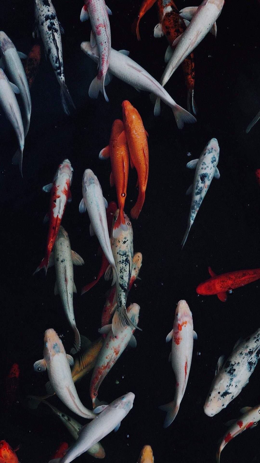  Fisch Hintergrundbild 1080x1920. Koi fish. Koi wallpaper, Fish wallpaper, Fish wallpaper iphone