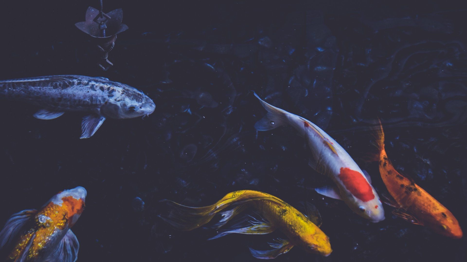  Fisch Hintergrundbild 1920x1080. 4K Koi Wallpaper. Hintergründe