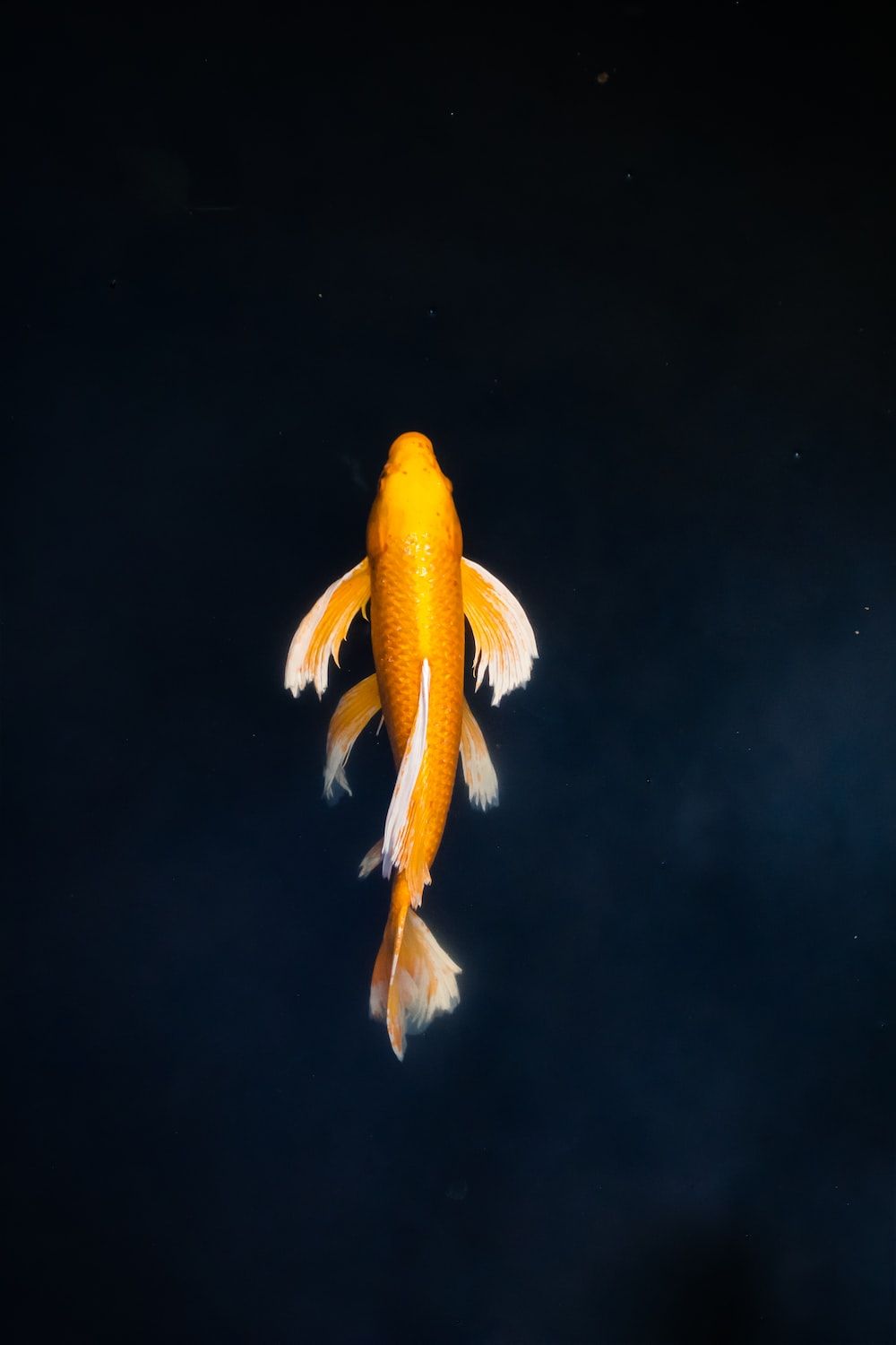  Fisch Hintergrundbild 1000x1500. Foto zum Thema gelbe und weiße Fische im Wasser